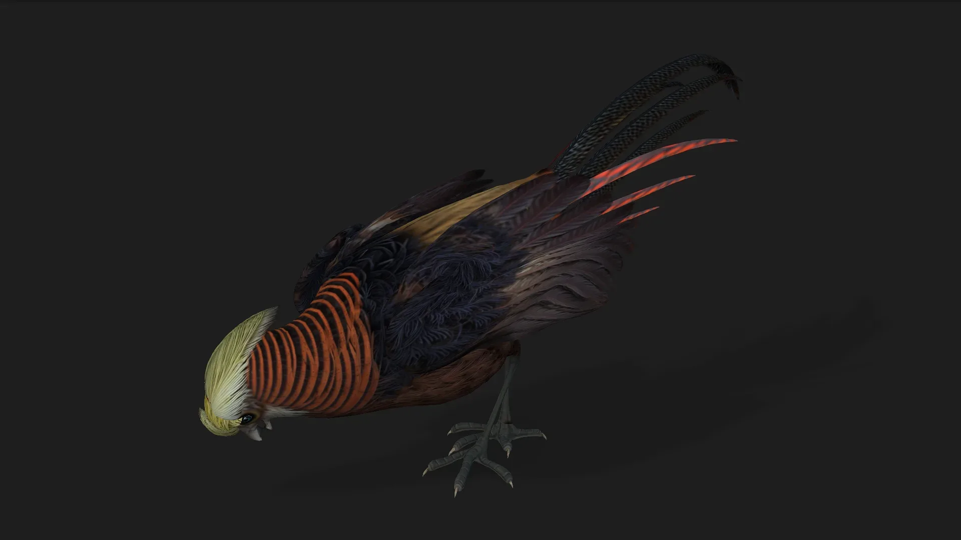 Pheasant_A1