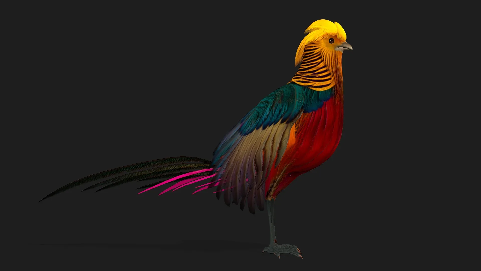 Pheasant_A4