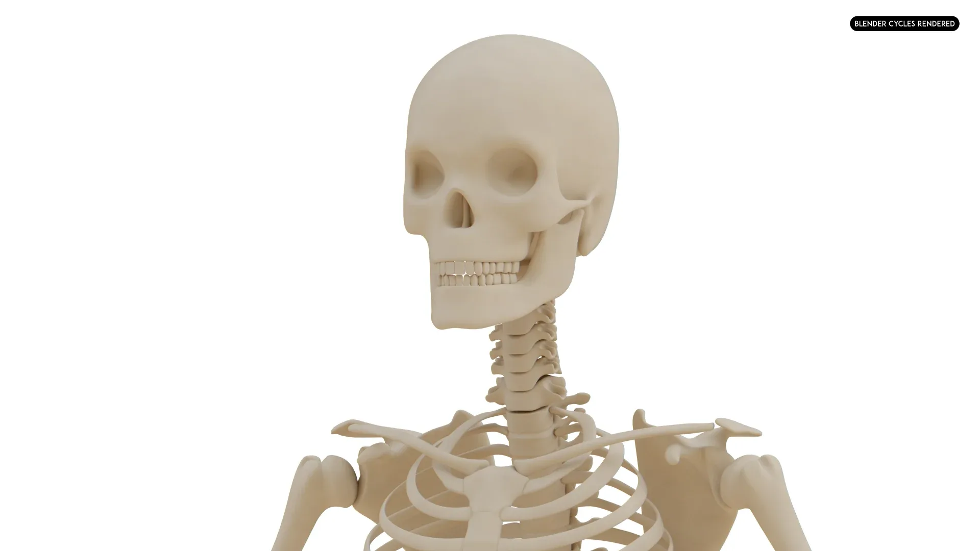 Realistic Human Skeleton