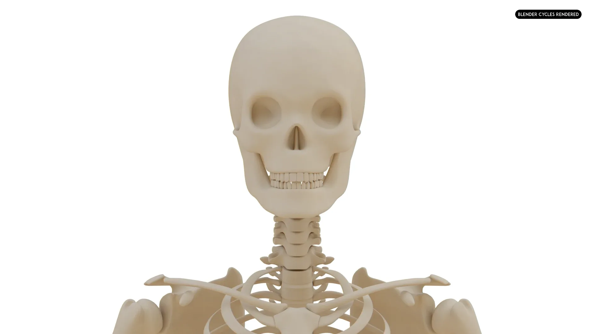 Realistic Human Skeleton