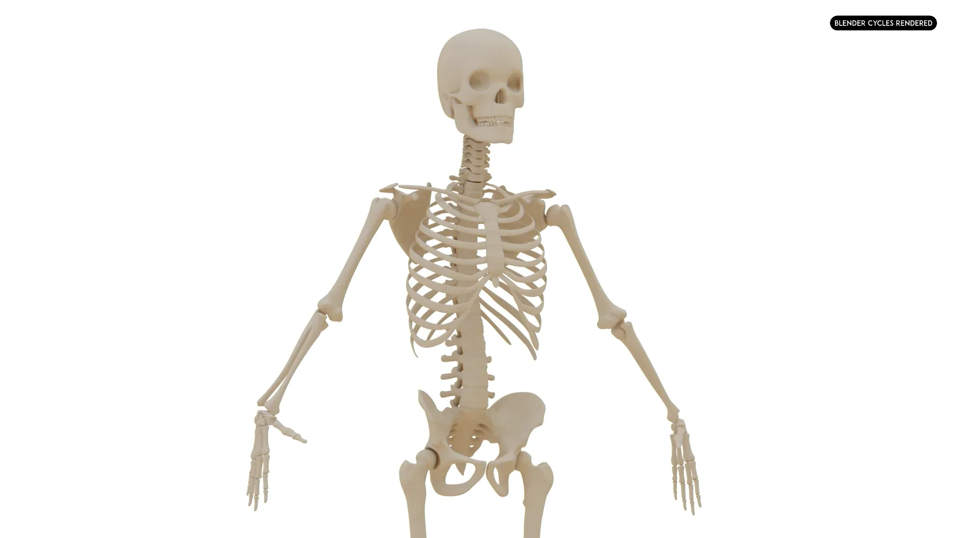 Realistic Human Skeleton