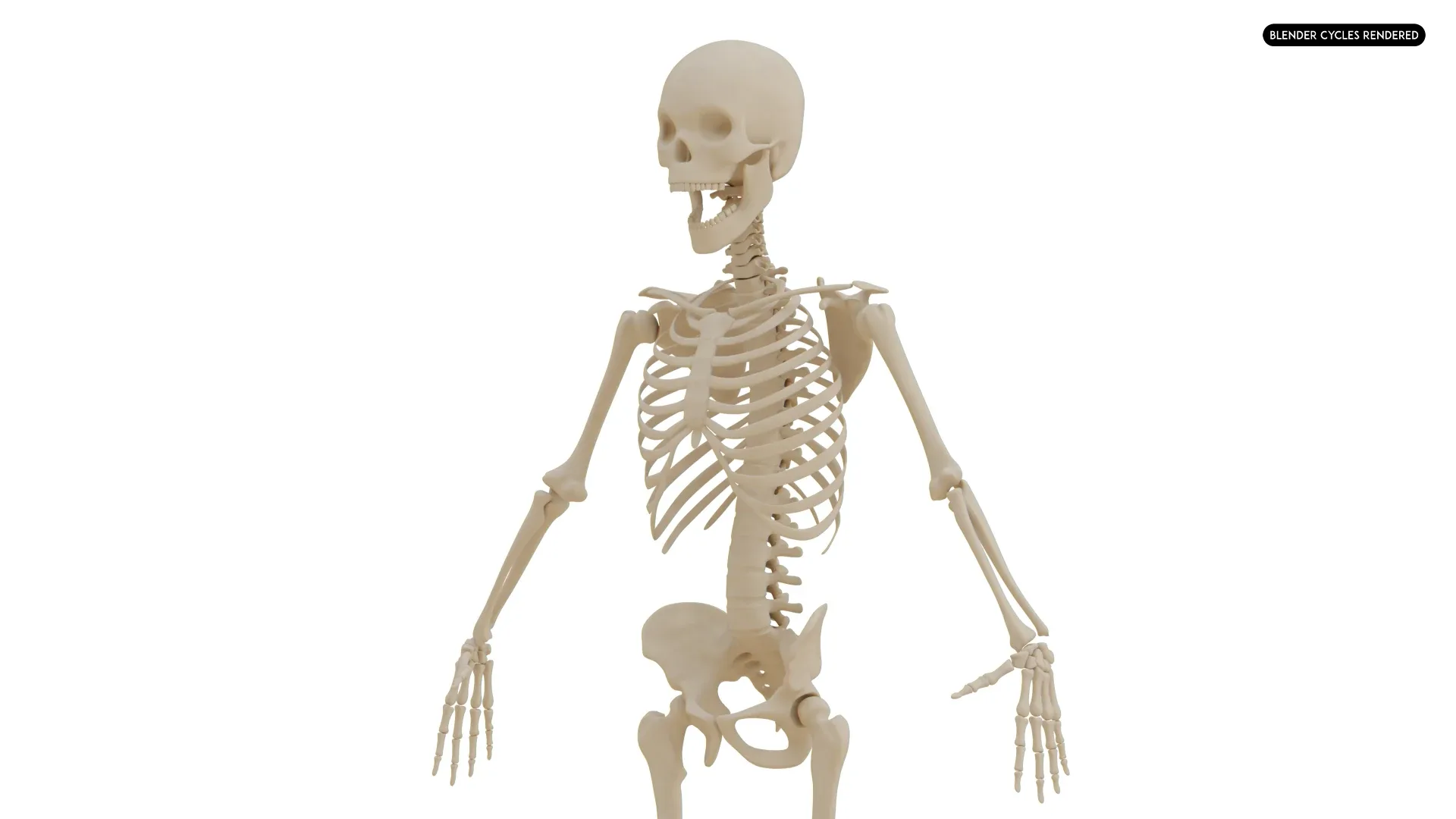 Realistic Human Skeleton