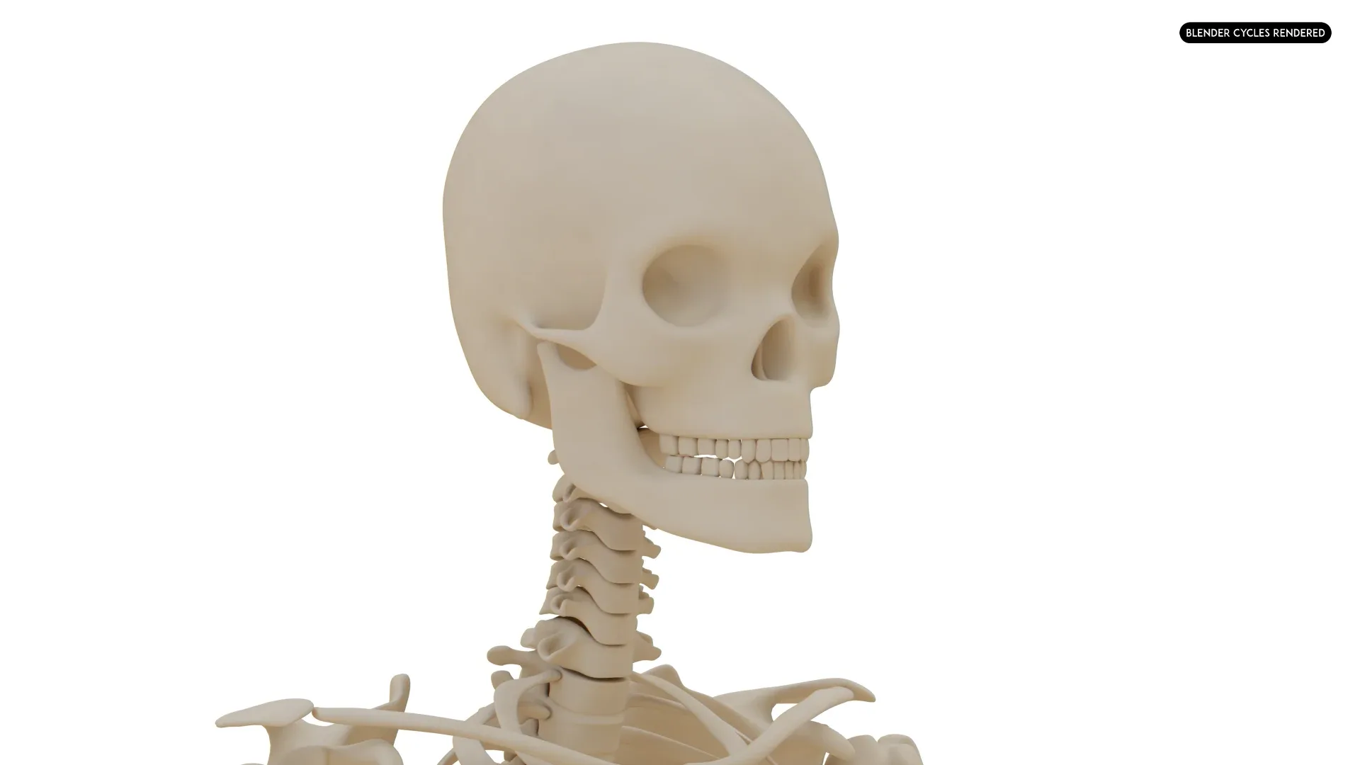 Realistic Human Skeleton