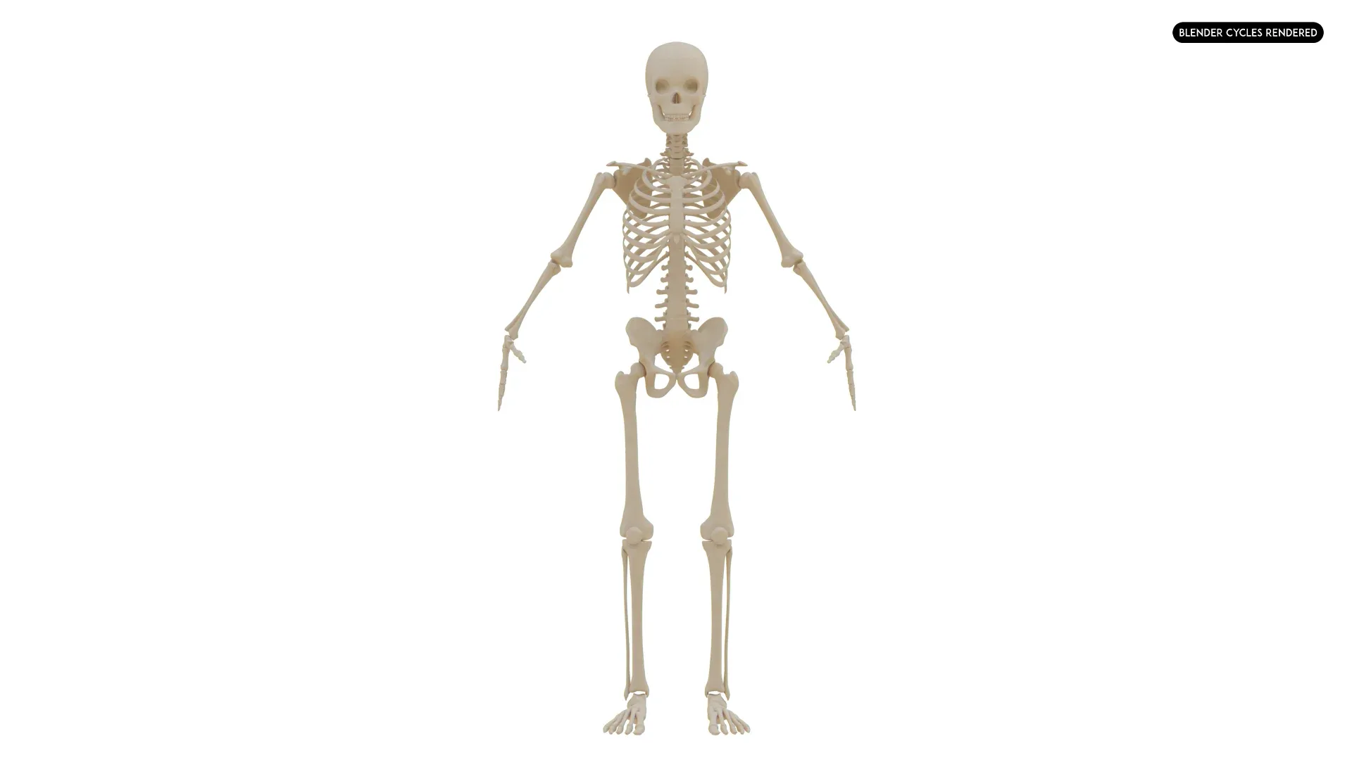 Realistic Human Skeleton