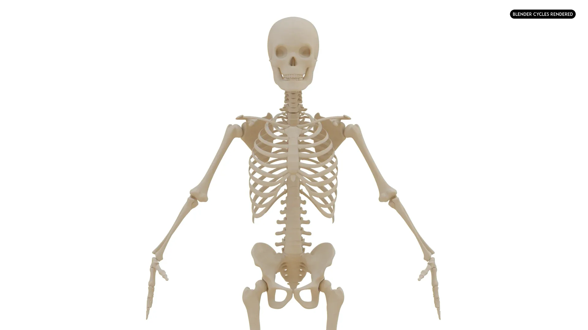 Realistic Human Skeleton