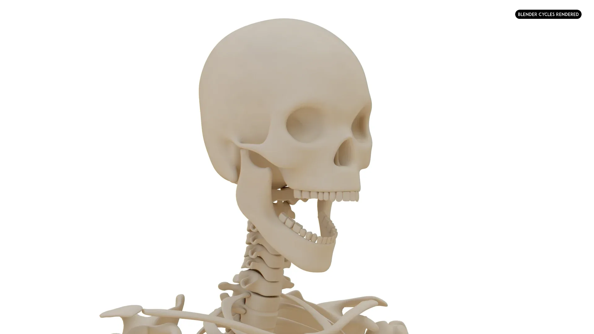 Realistic Human Skeleton