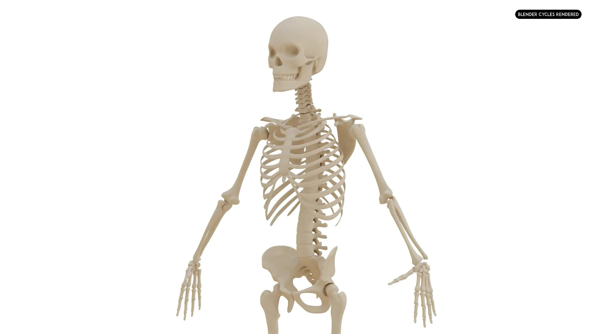 Realistic Human Skeleton