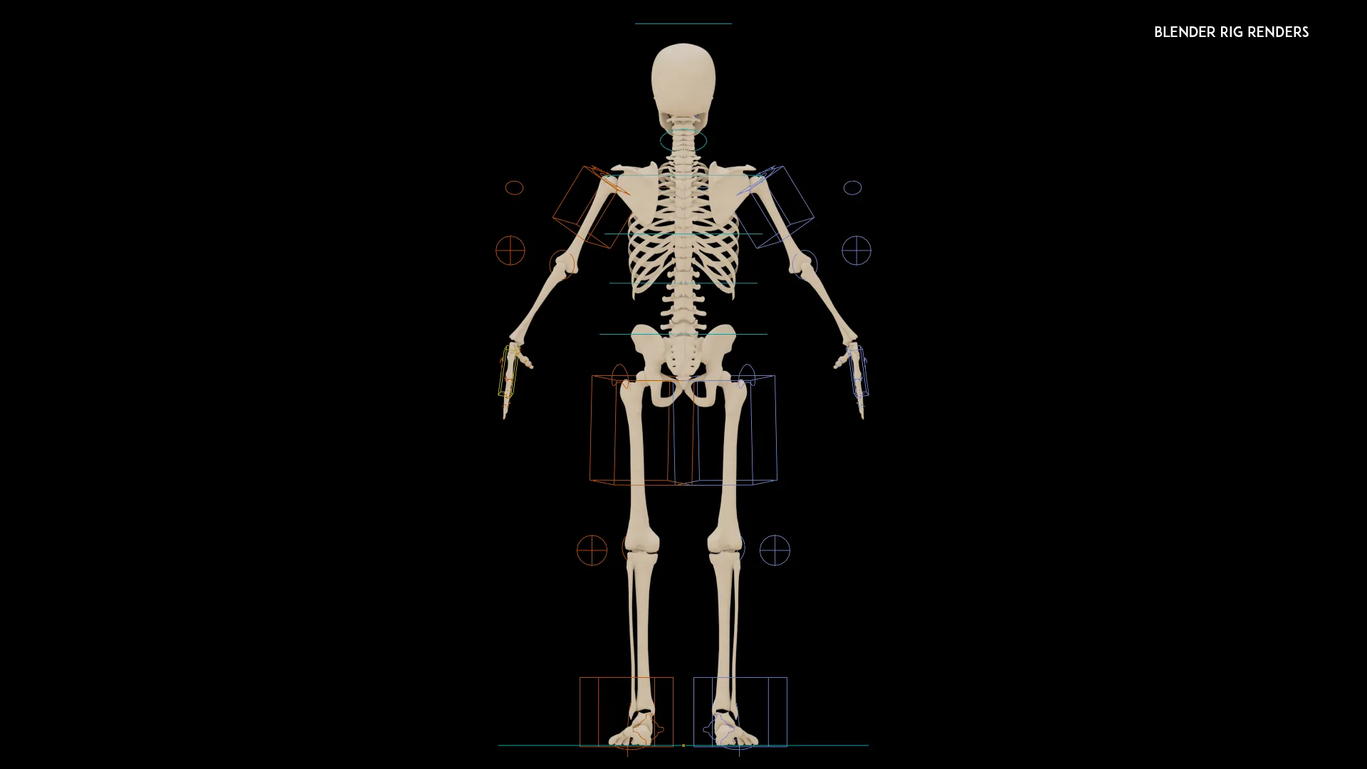 Realistic Human Skeleton