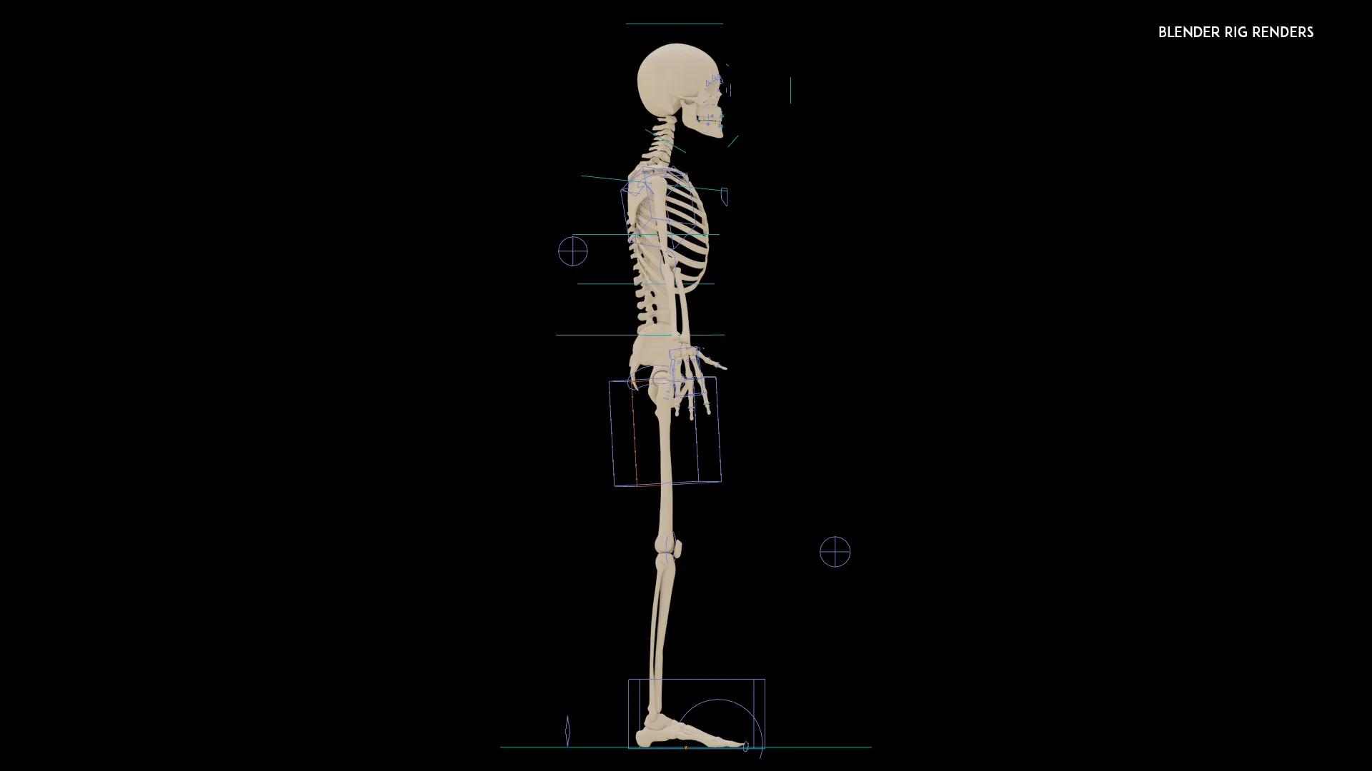 Realistic Human Skeleton