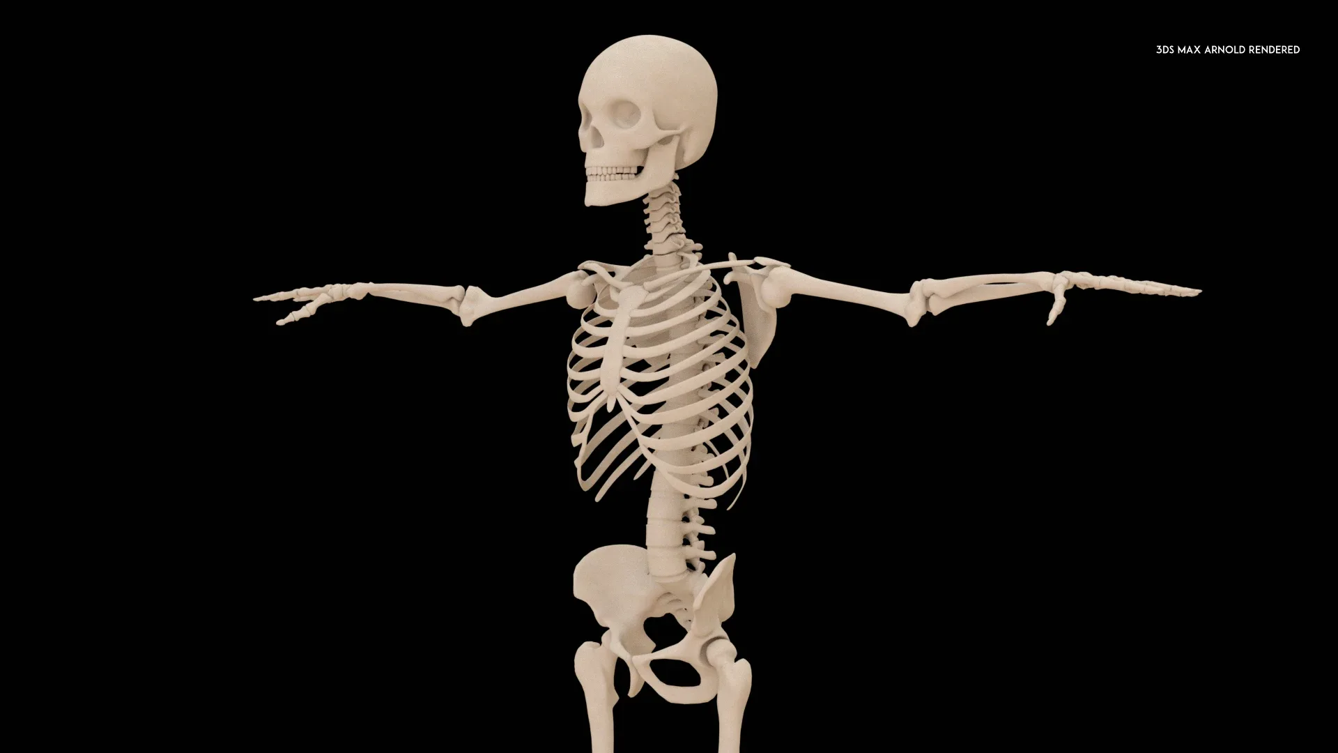 Realistic Human Skeleton