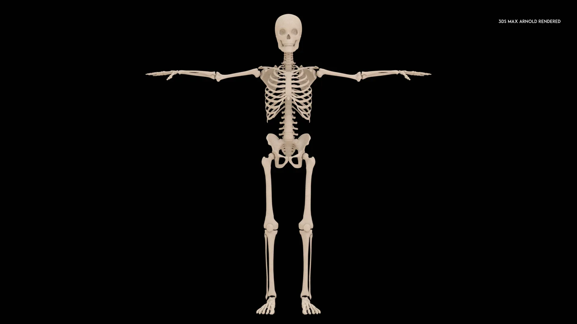 Realistic Human Skeleton