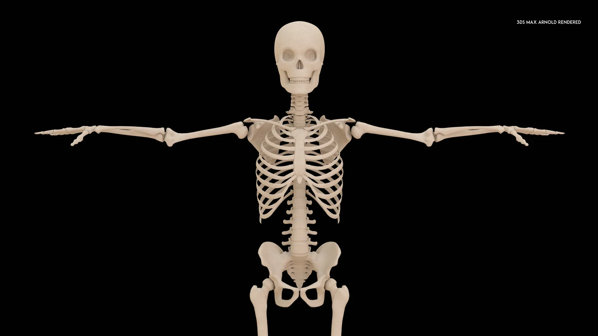 Realistic Human Skeleton