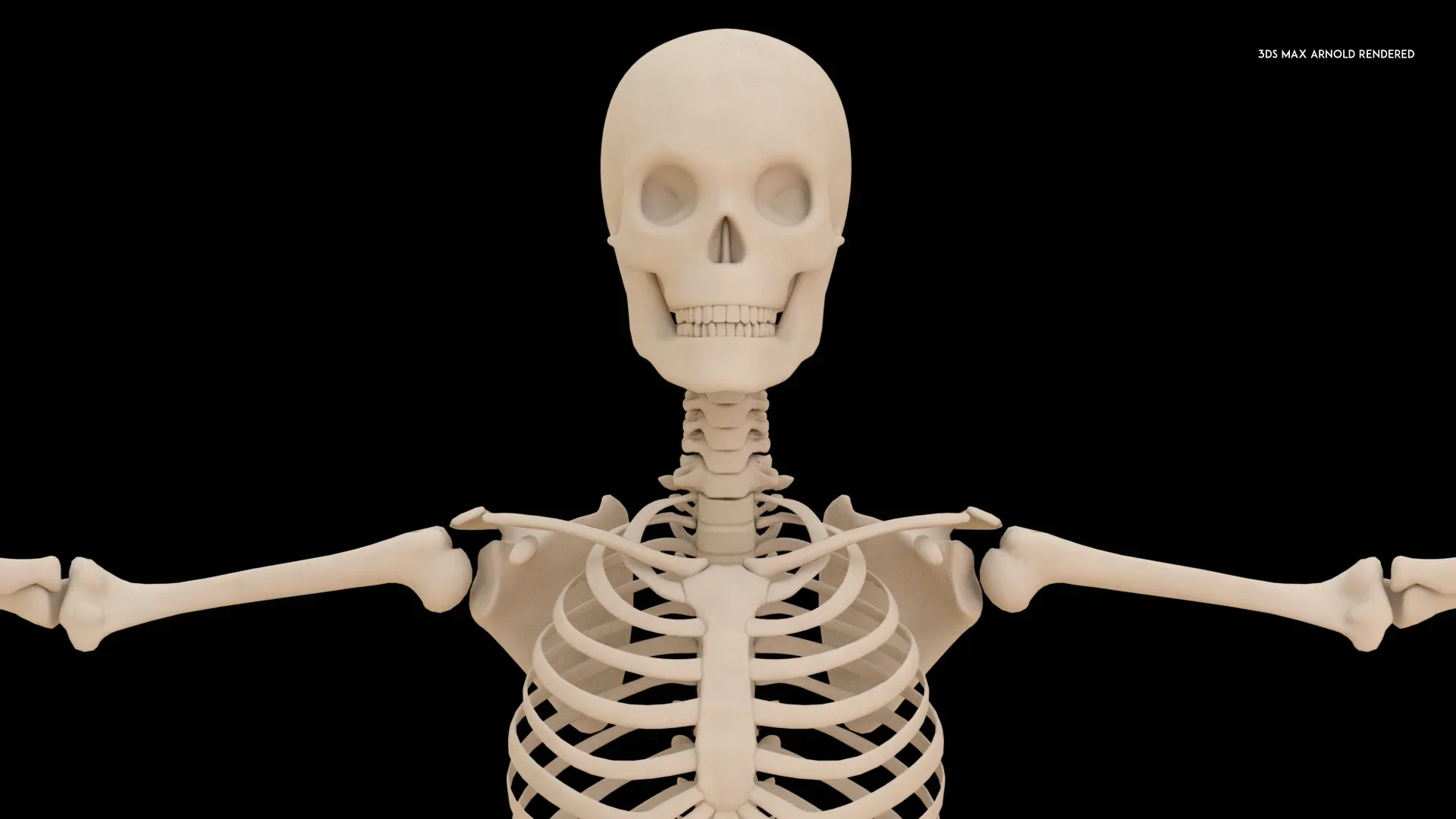 Realistic Human Skeleton