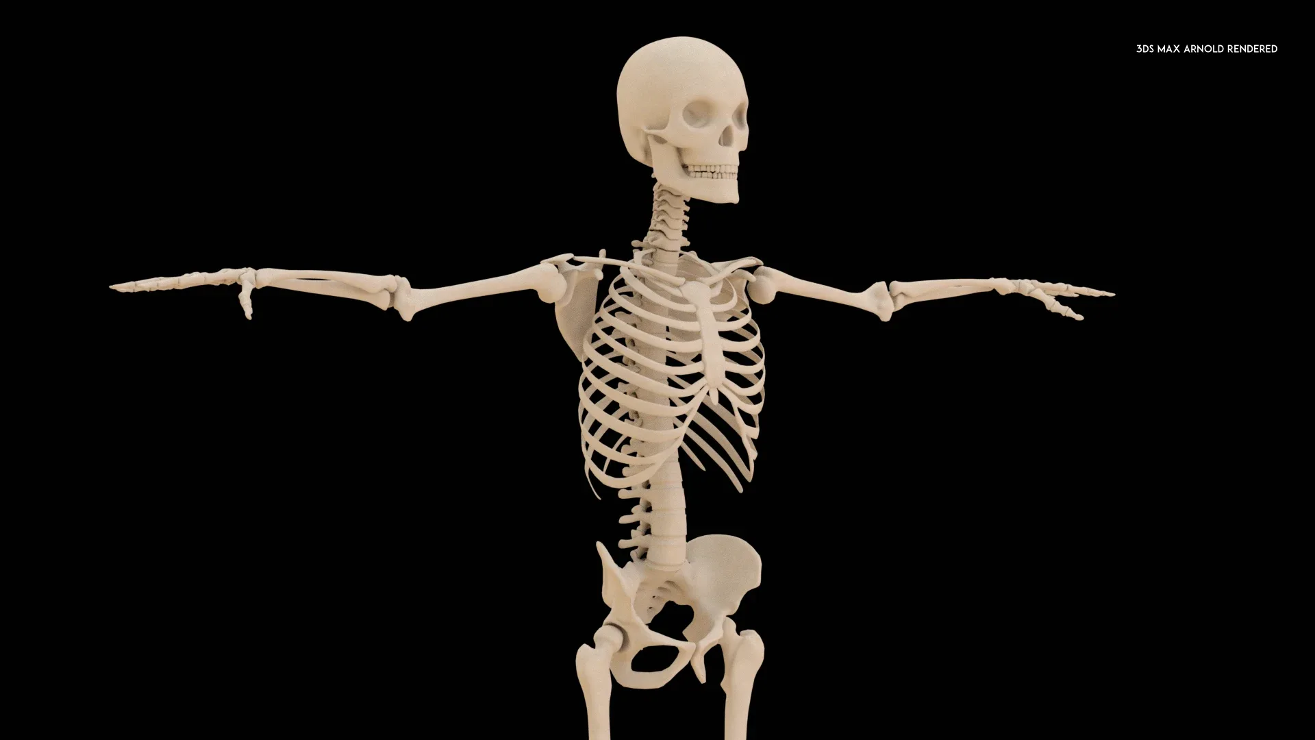 Realistic Human Skeleton