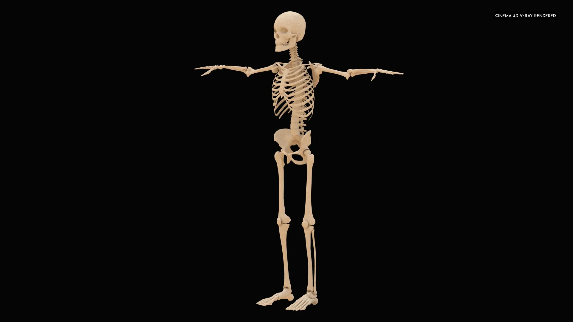 Realistic Human Skeleton