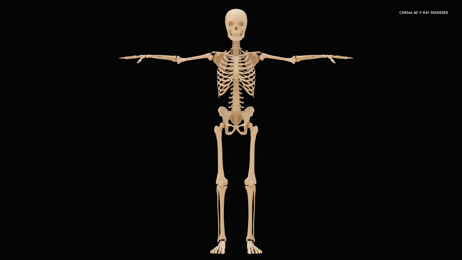 Realistic Human Skeleton