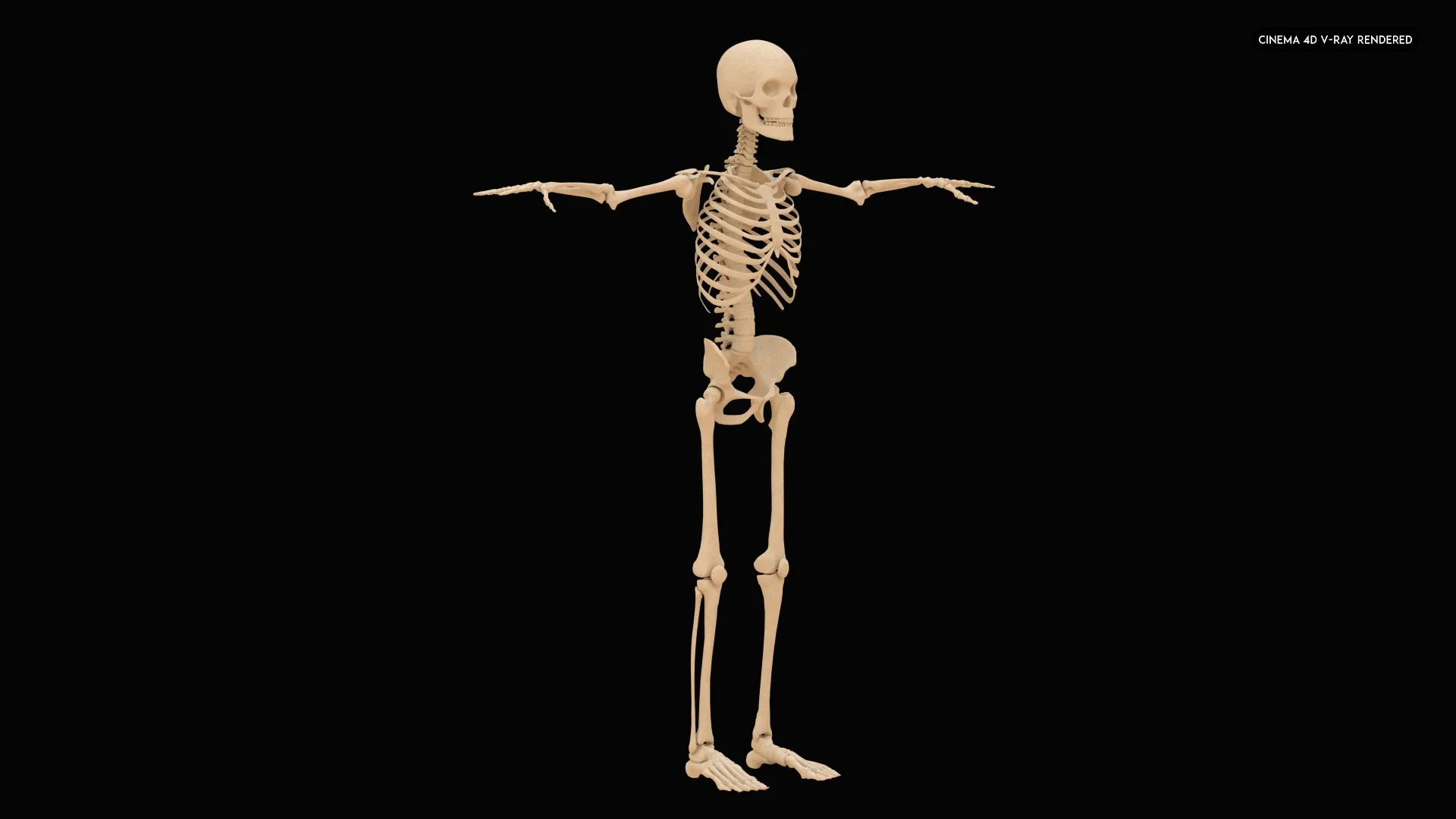 Realistic Human Skeleton