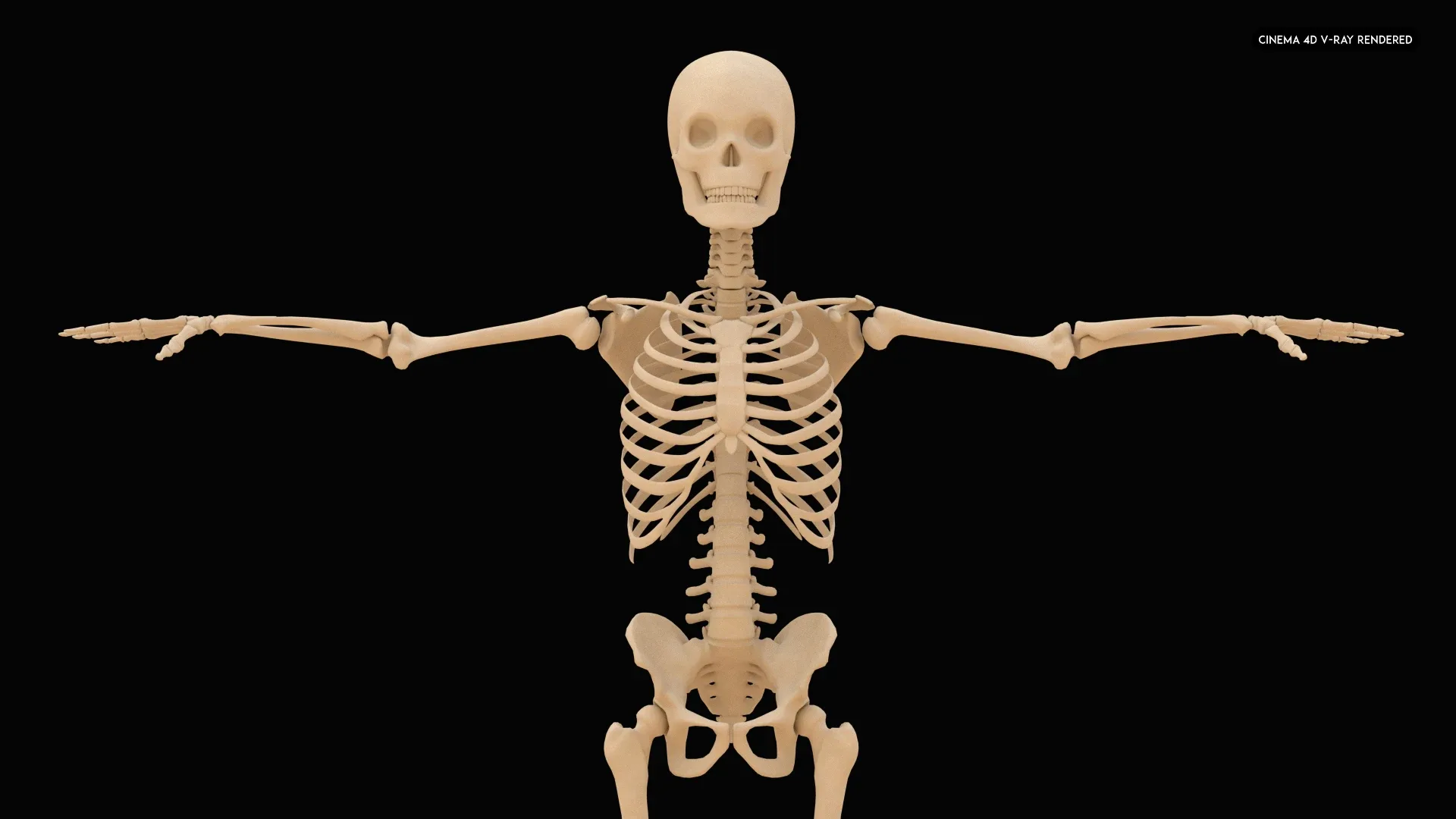 Realistic Human Skeleton