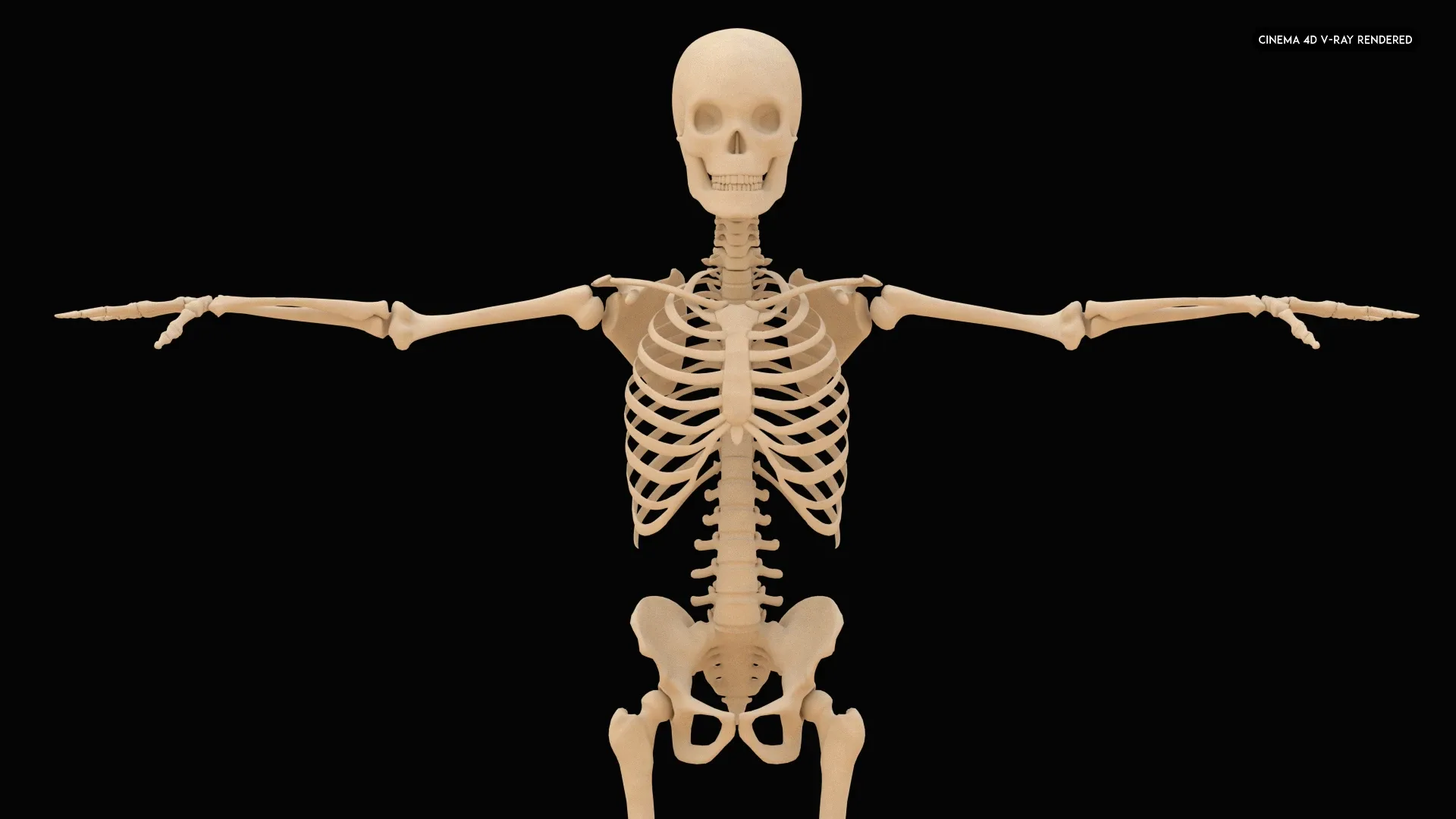 Realistic Human Skeleton