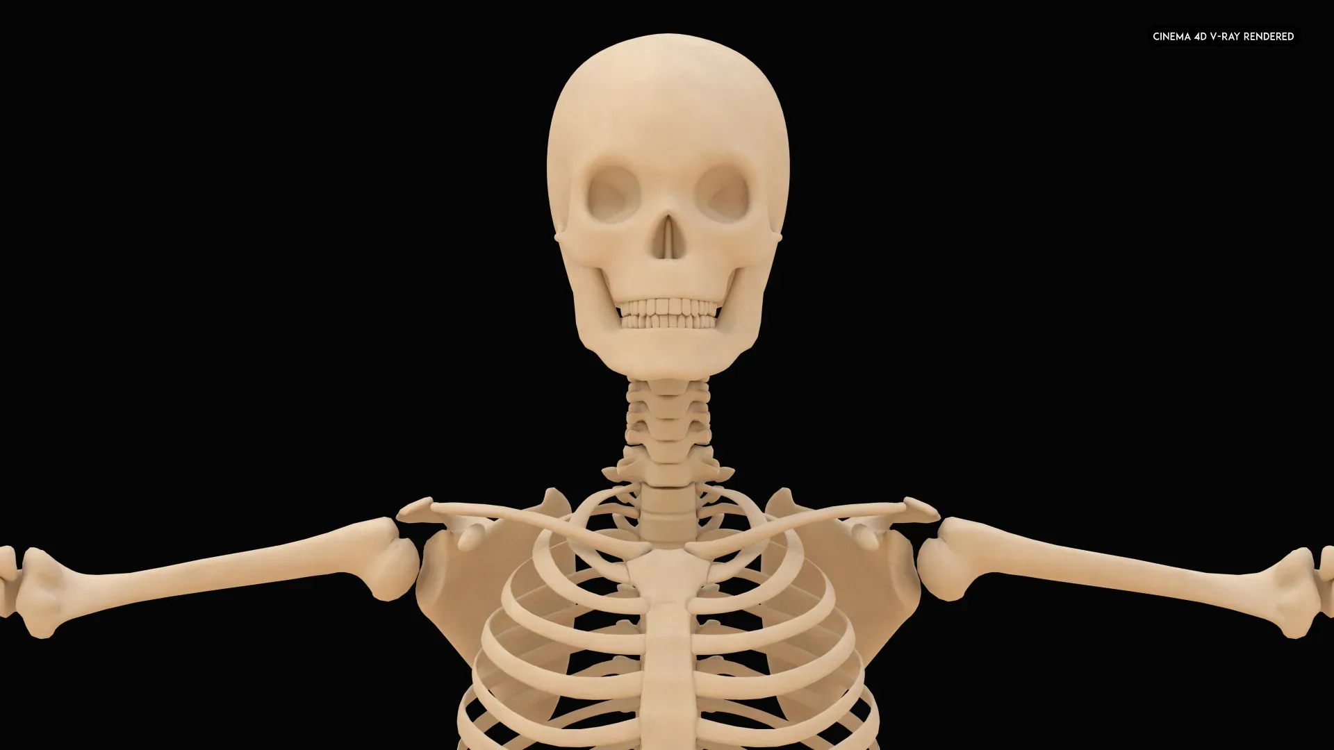 Realistic Human Skeleton