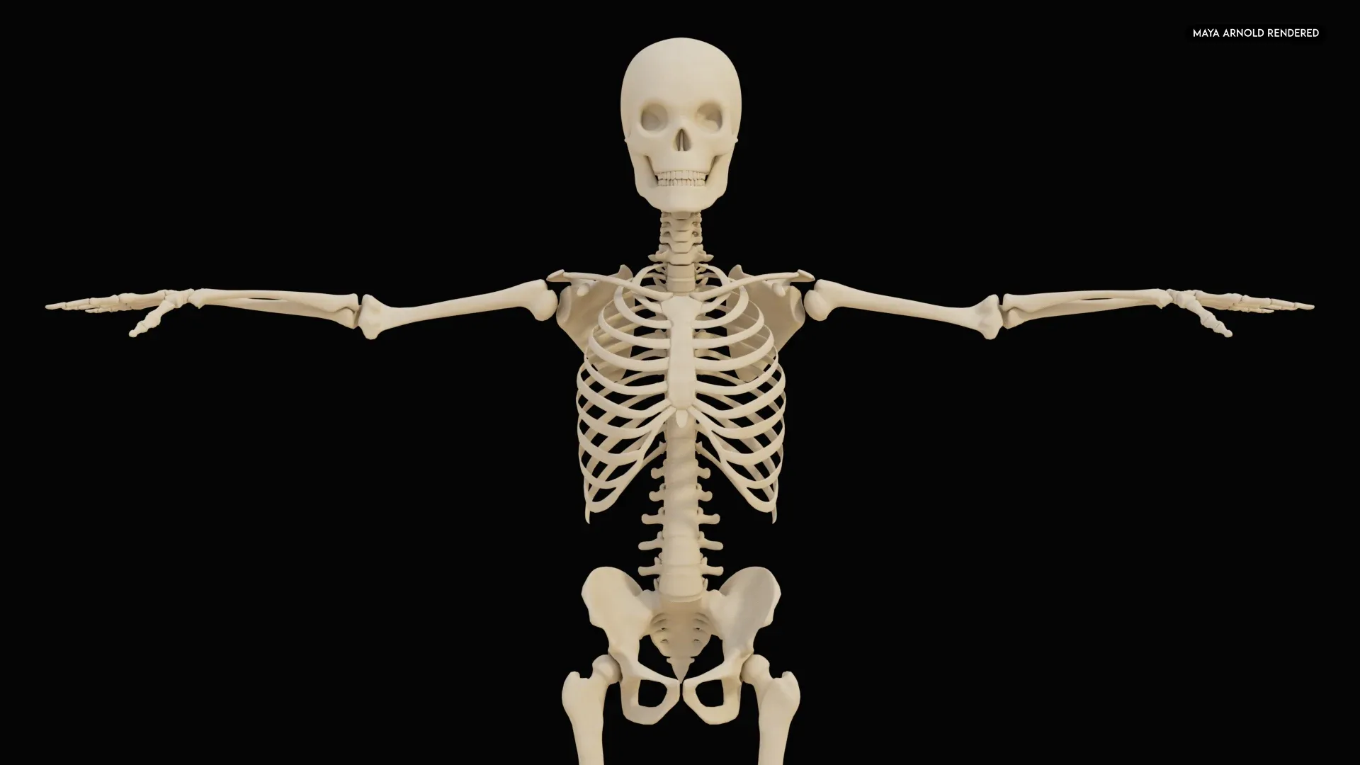 Realistic Human Skeleton