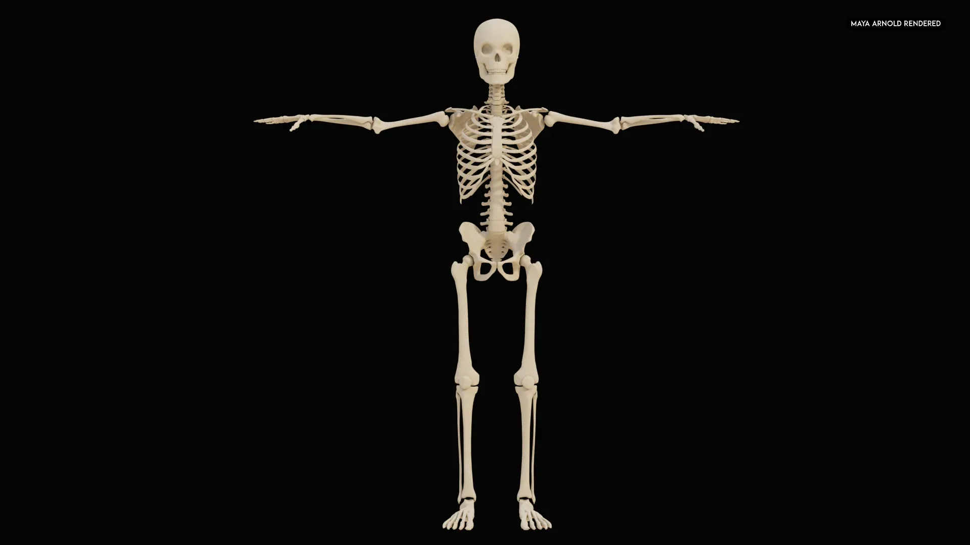 Realistic Human Skeleton