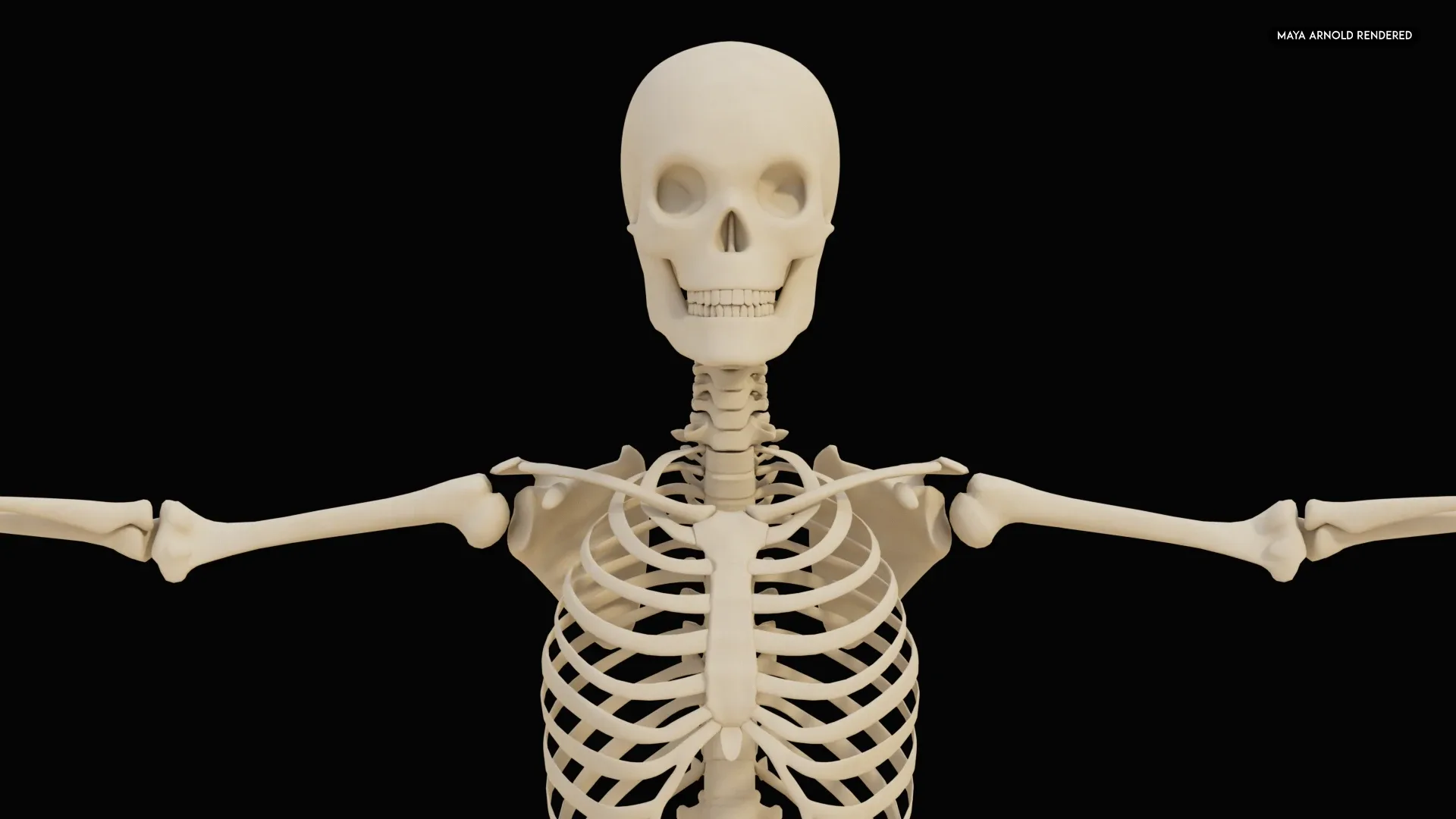 Realistic Human Skeleton