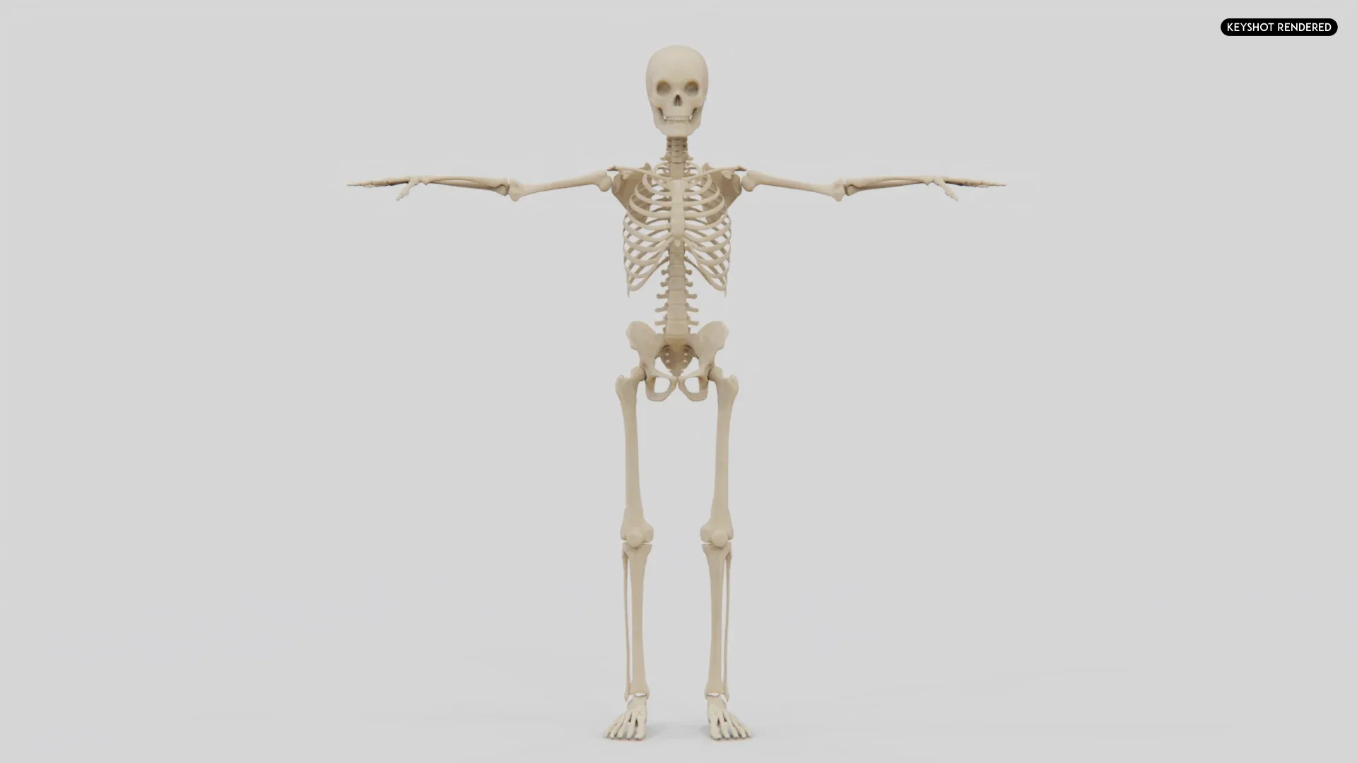 Realistic Human Skeleton