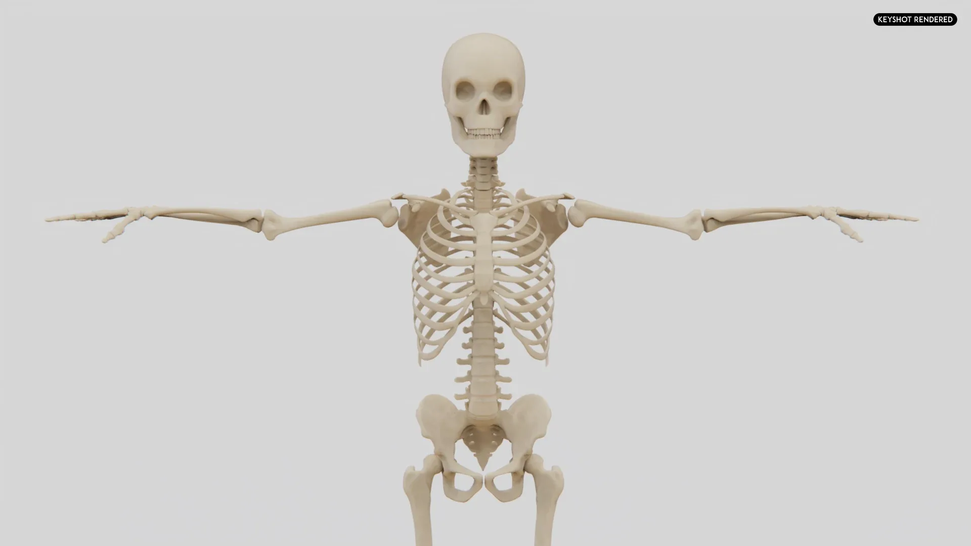 Realistic Human Skeleton