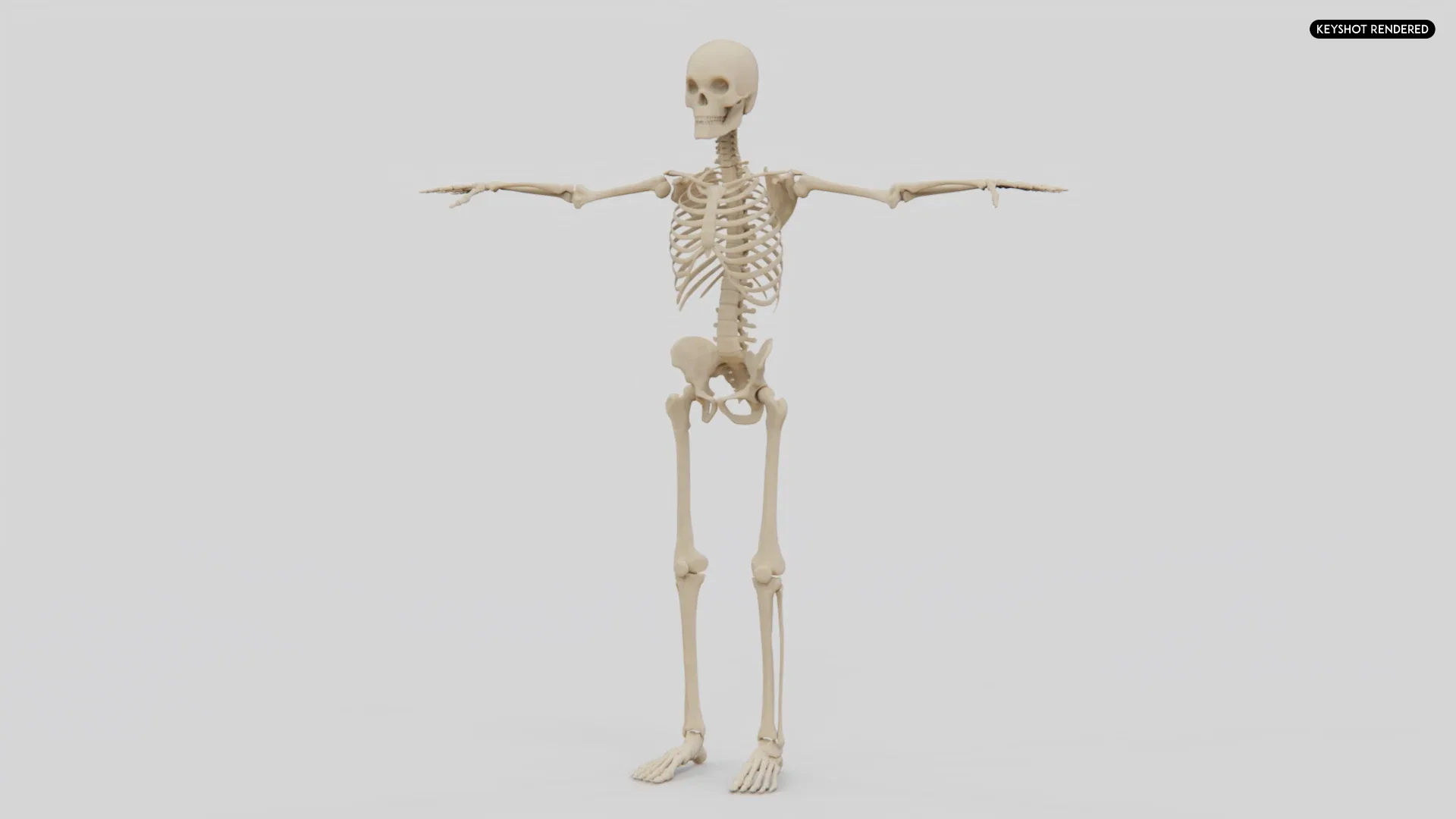 Realistic Human Skeleton