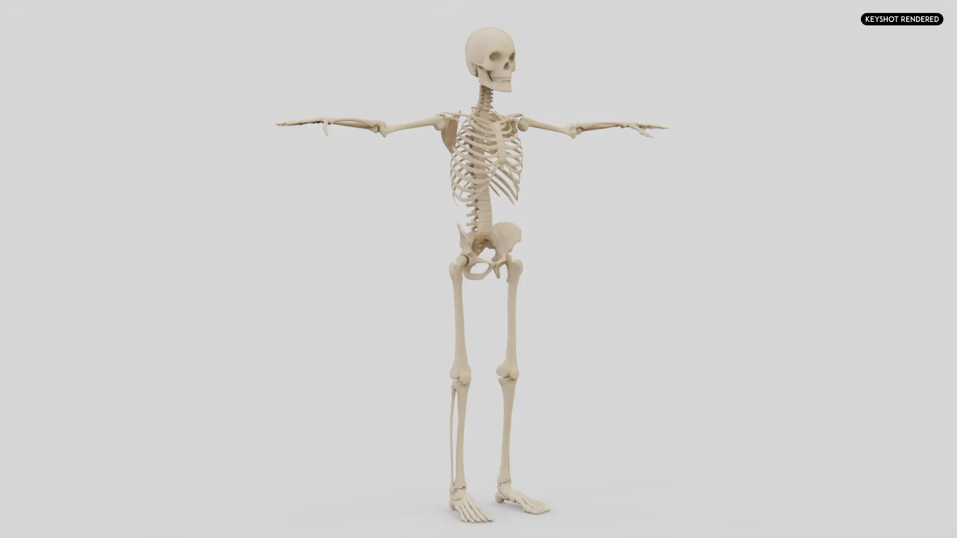 Realistic Human Skeleton