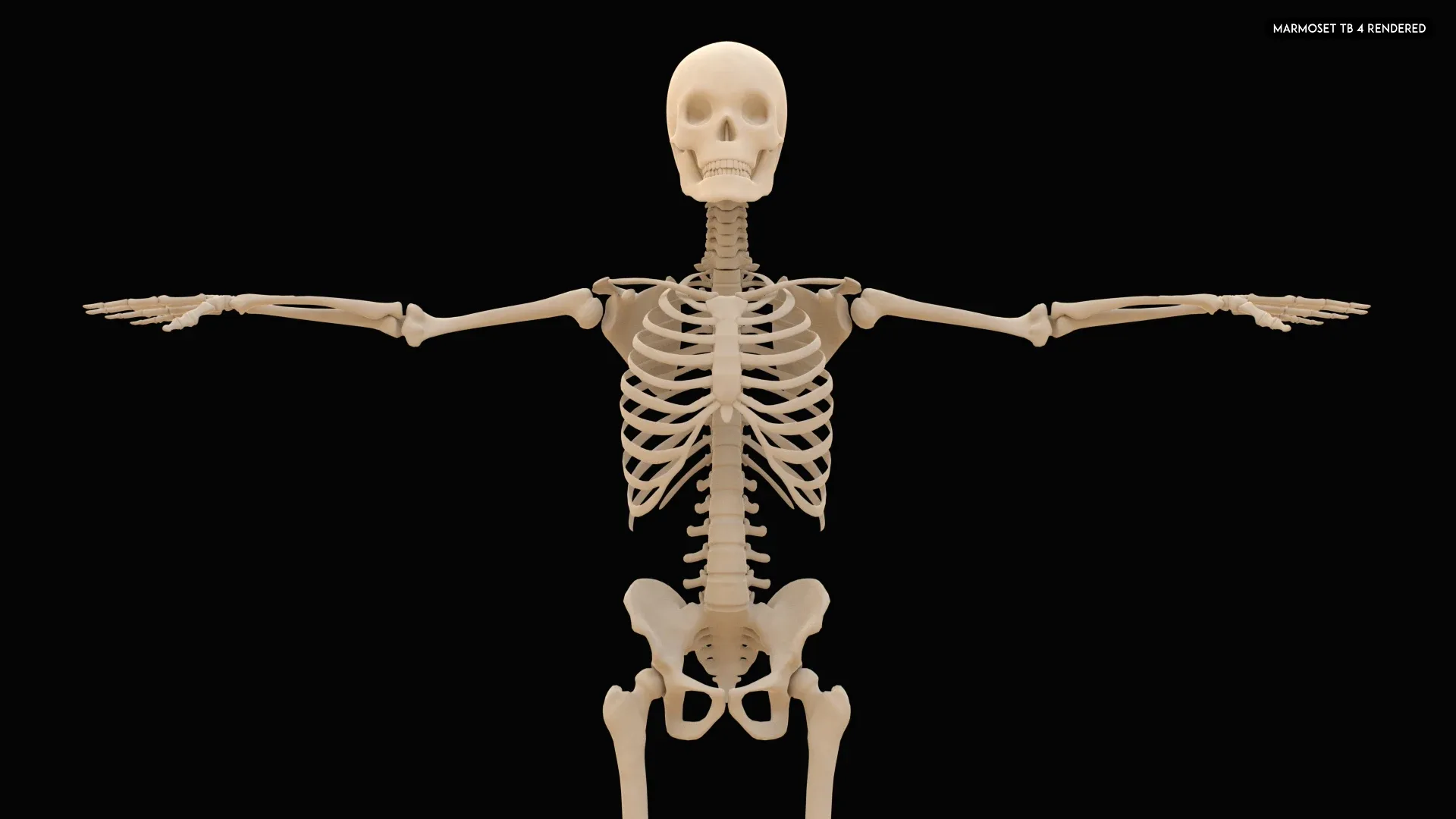 Realistic Human Skeleton