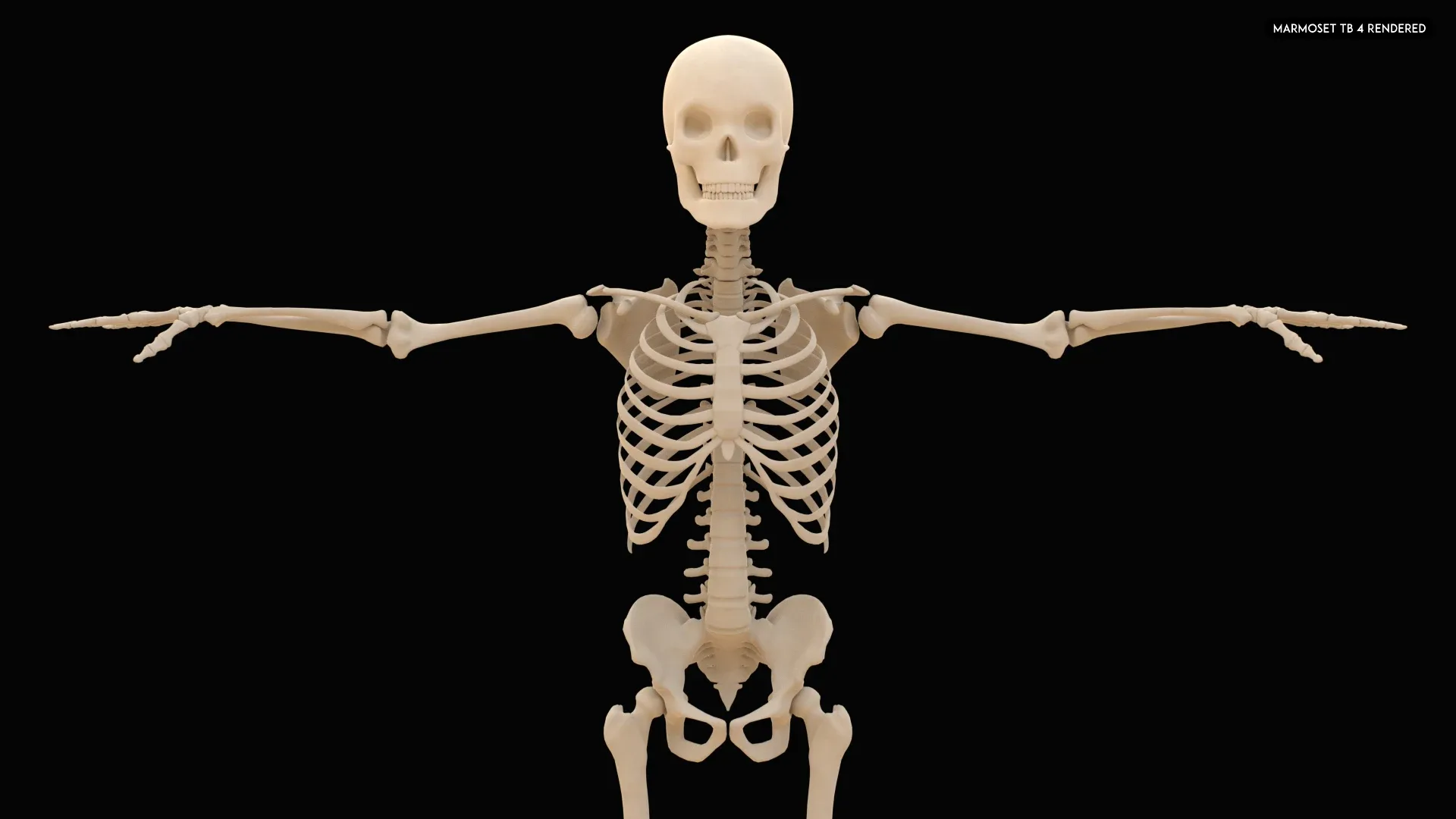 Realistic Human Skeleton