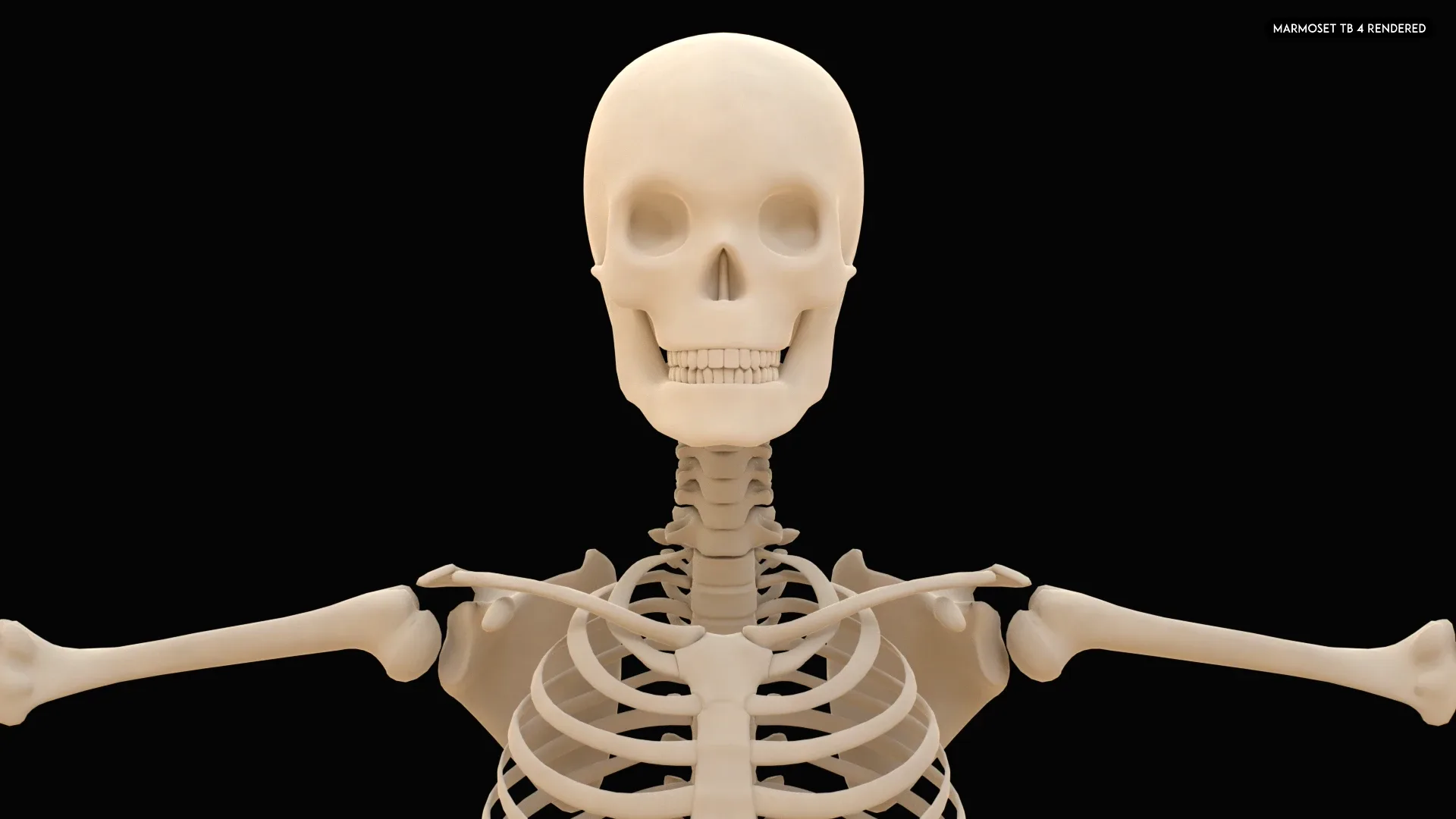 Realistic Human Skeleton