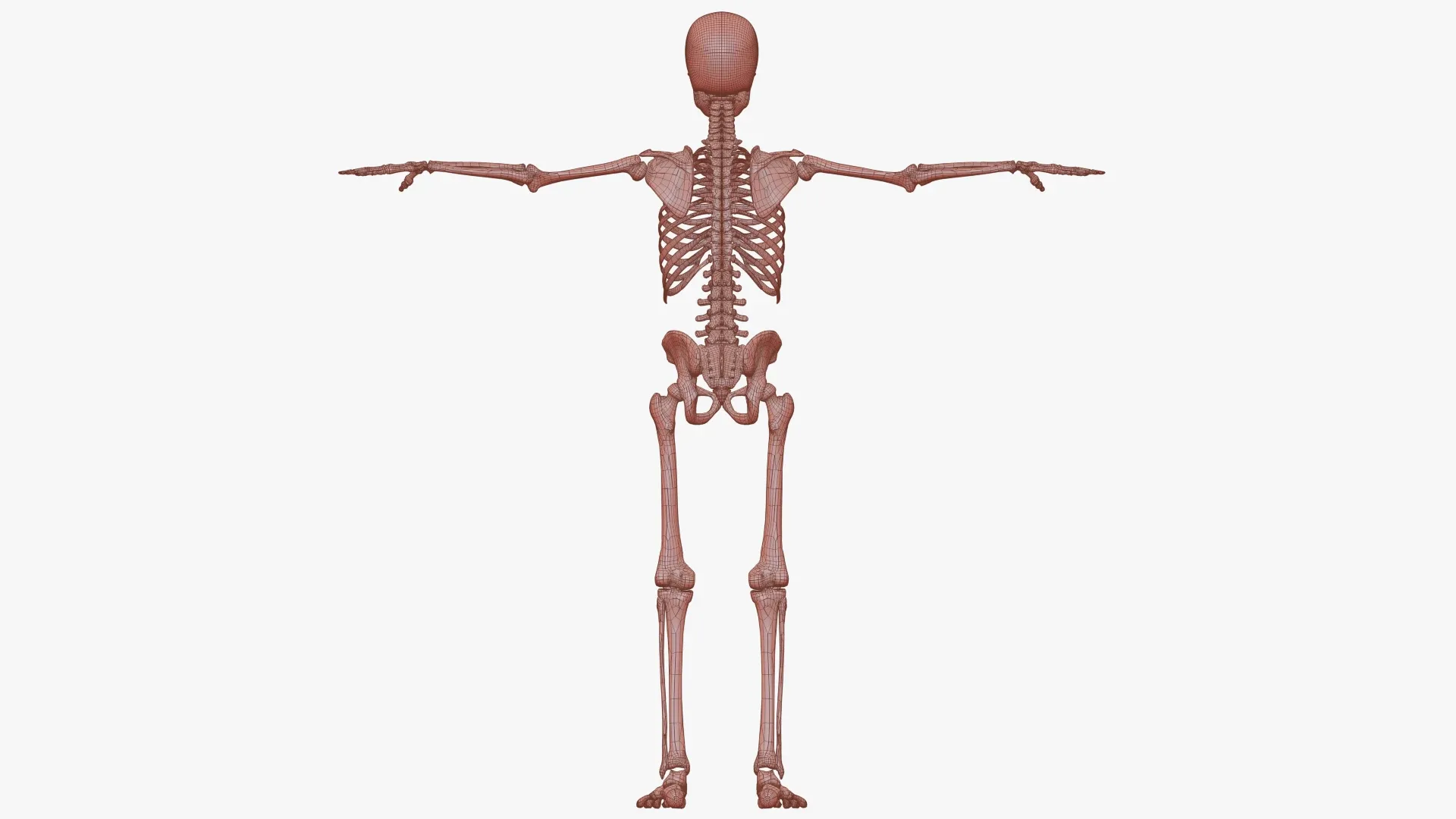 Realistic Human Skeleton