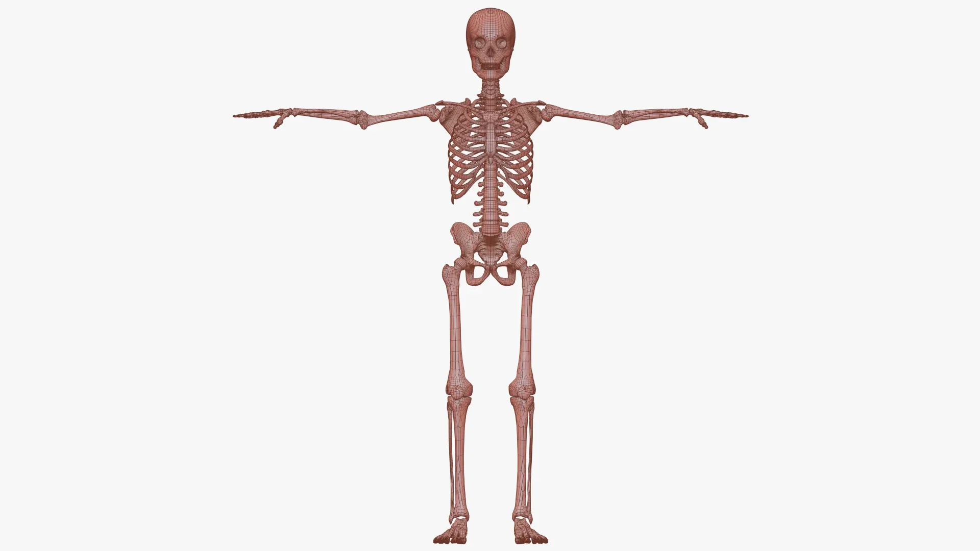 Realistic Human Skeleton