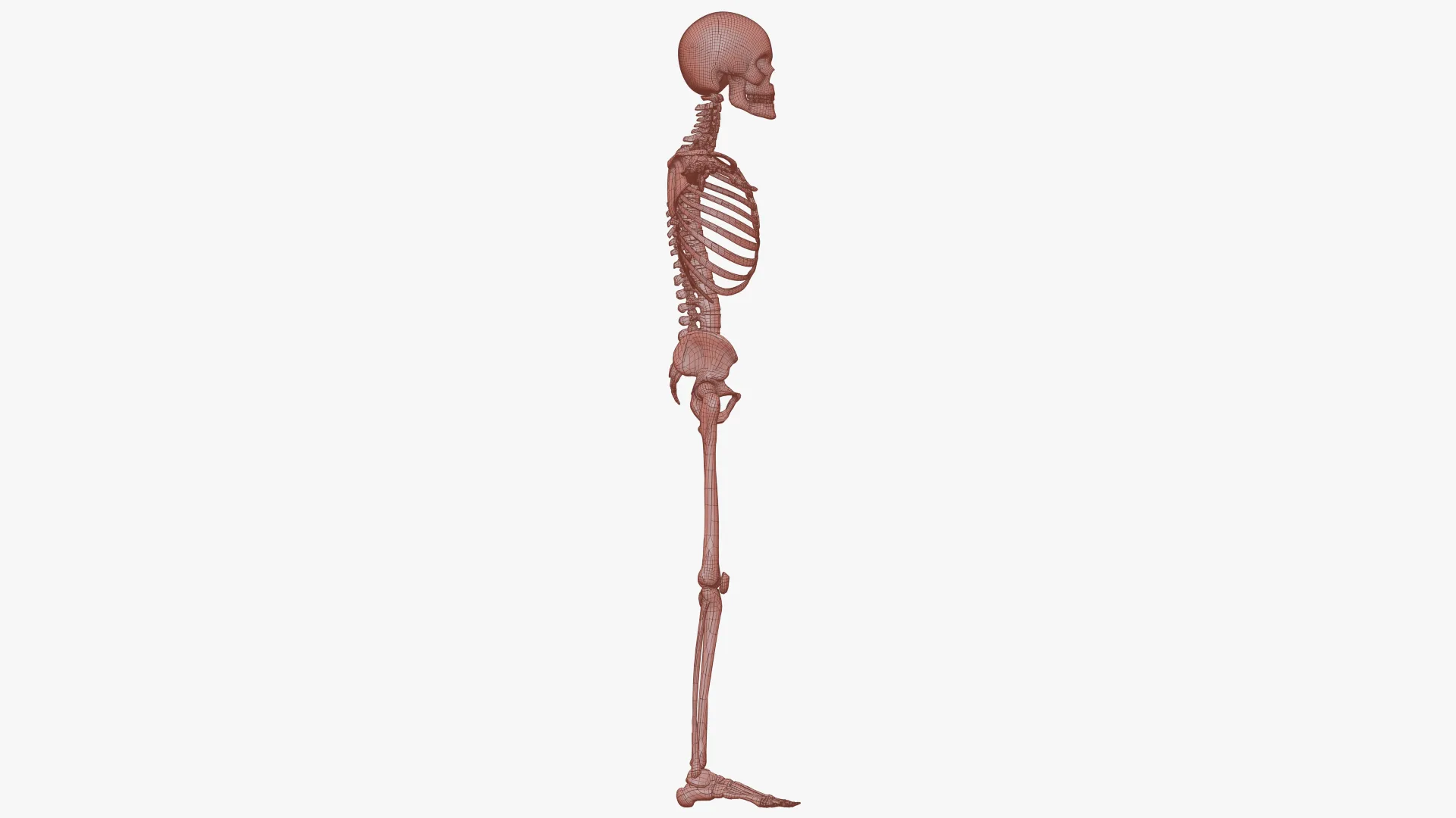 Realistic Human Skeleton