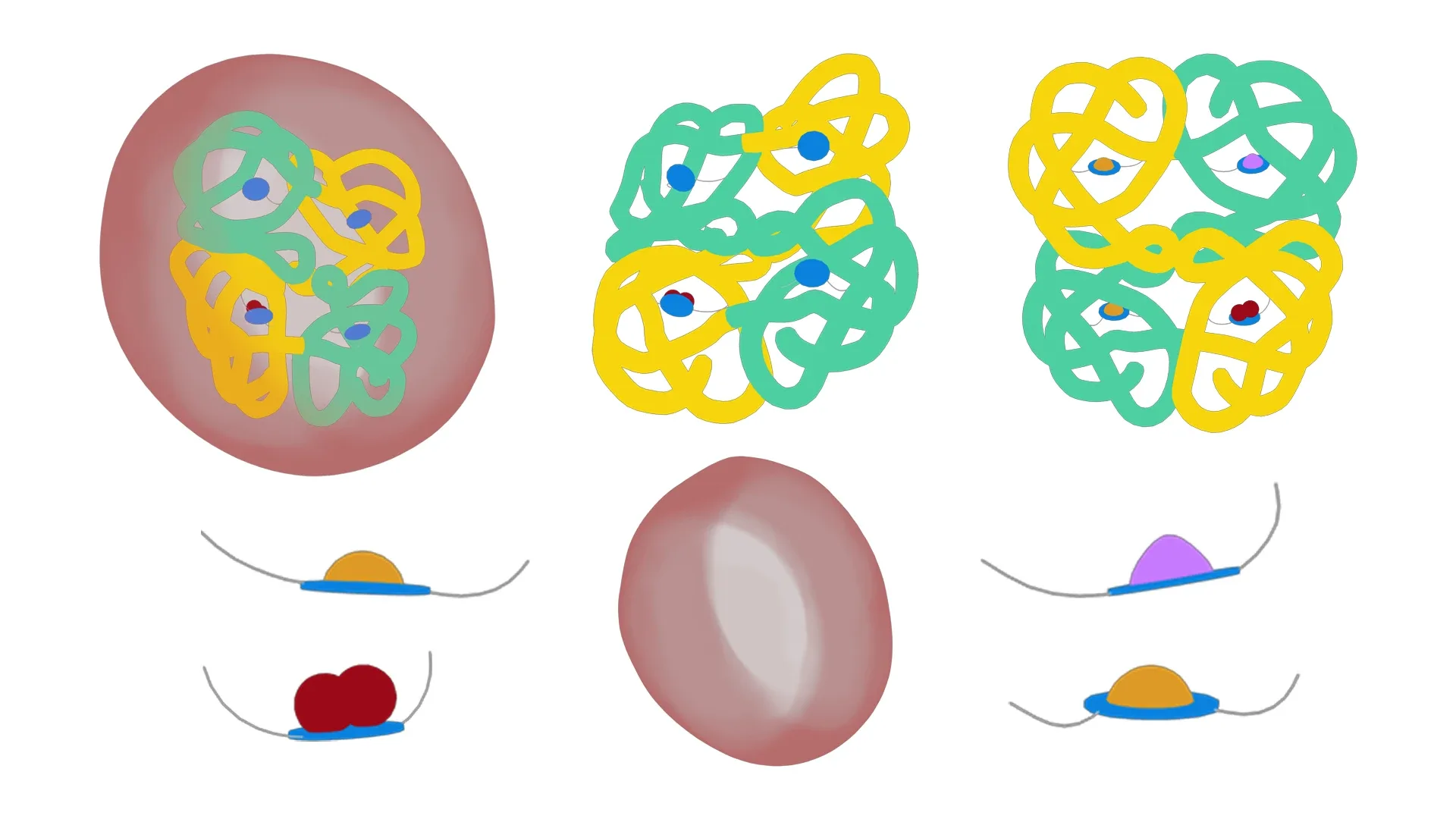 The Structure of Hemoglobin