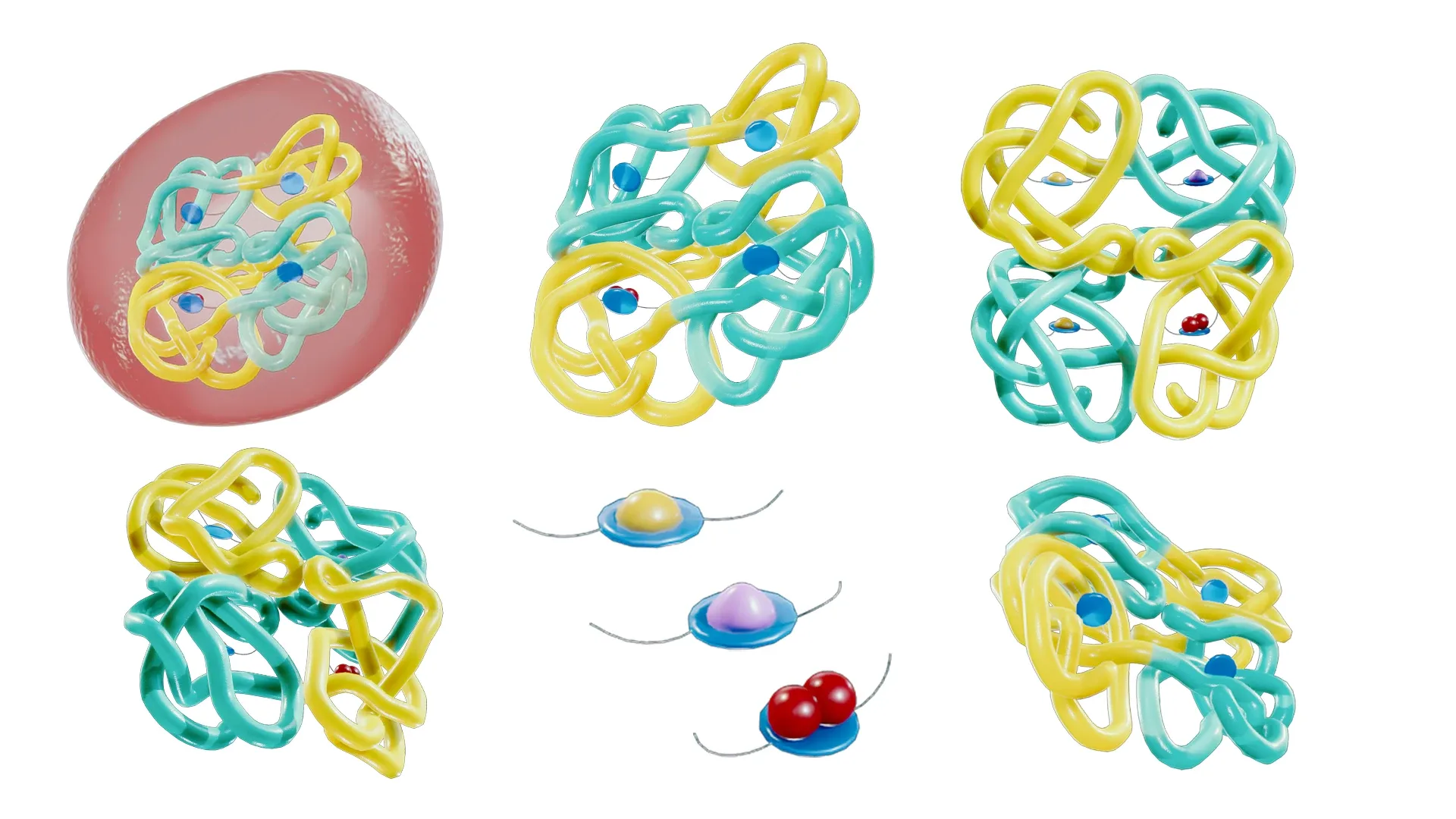 The Structure of Hemoglobin