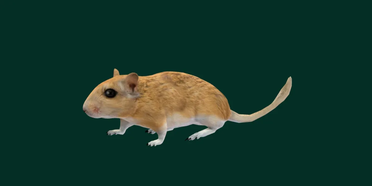 Mongolian Gerbil Rat  Rodent