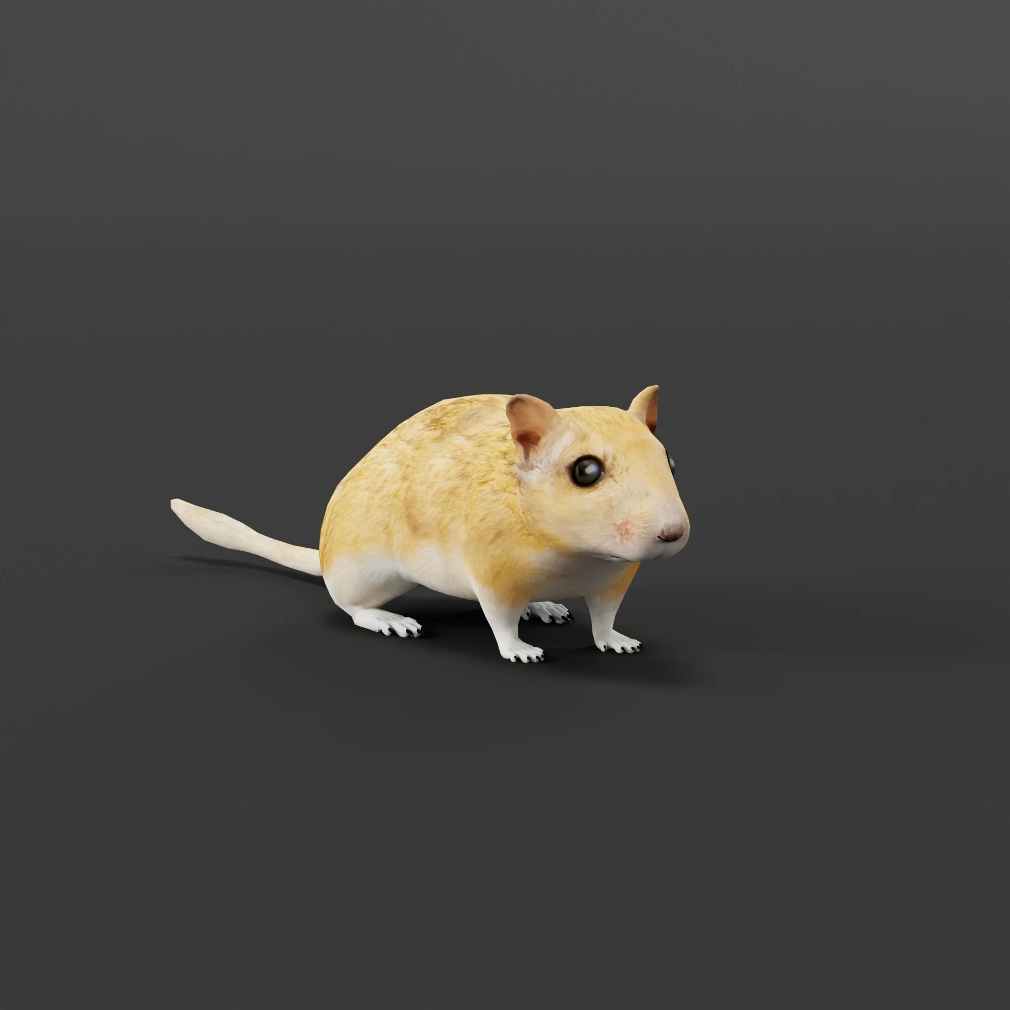 Mongolian Gerbil Rat  Rodent