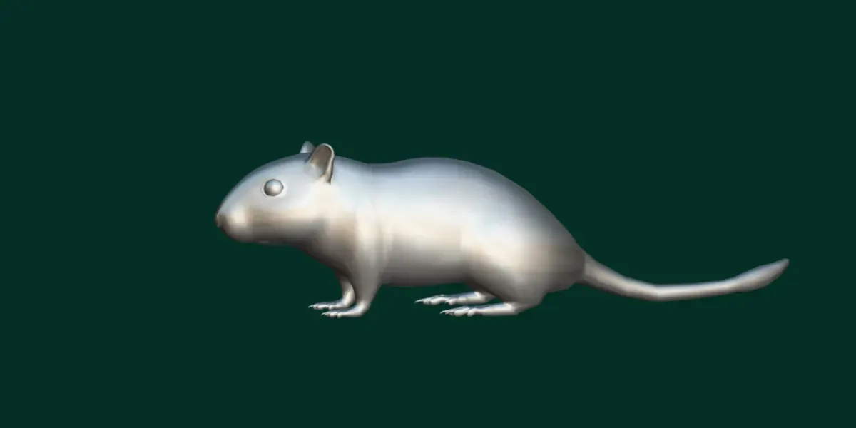 Mongolian Gerbil Rat  Rodent