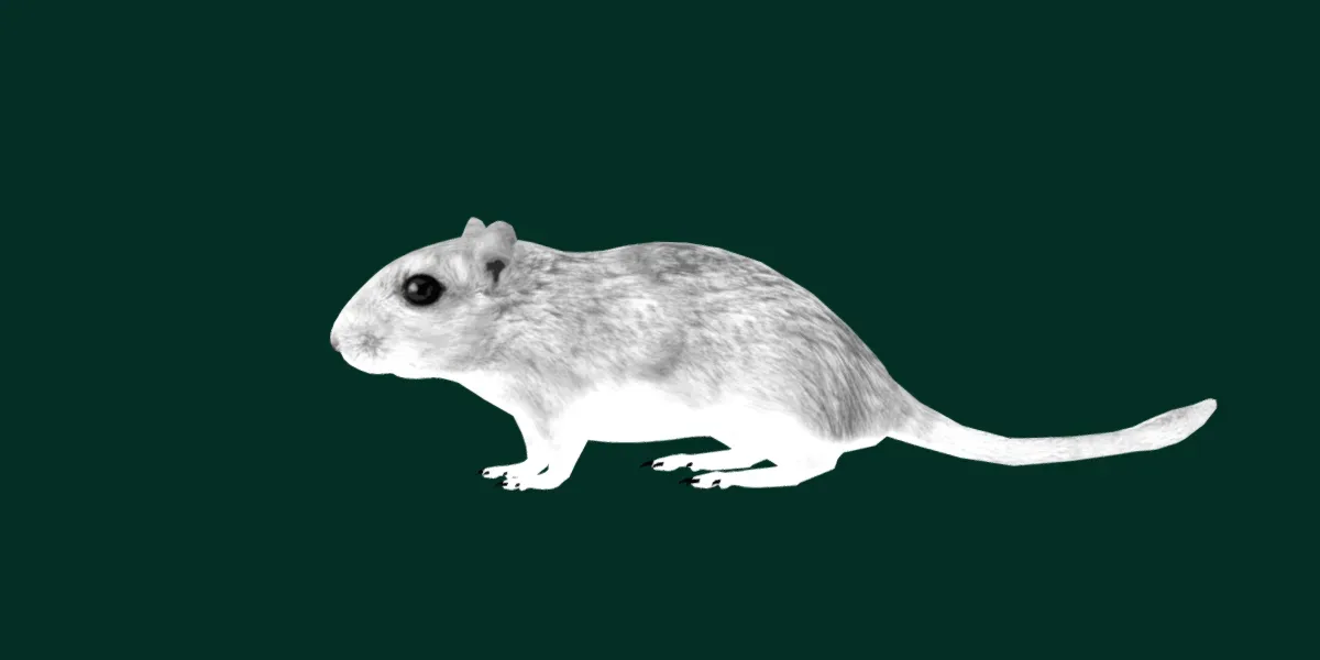 Mongolian Gerbil Rat  Rodent