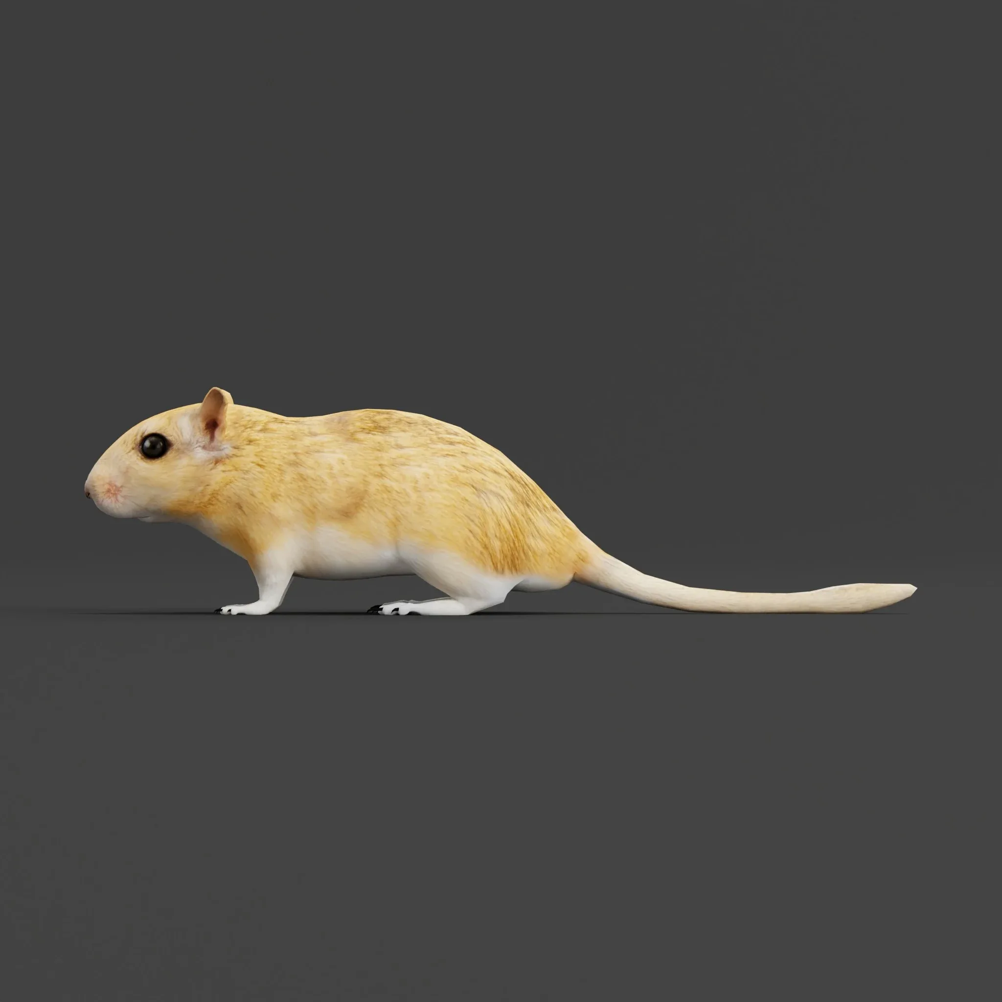 Mongolian Gerbil Rat  Rodent