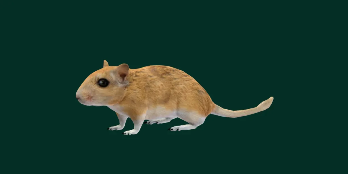 Mongolian Gerbil Rat  Rodent
