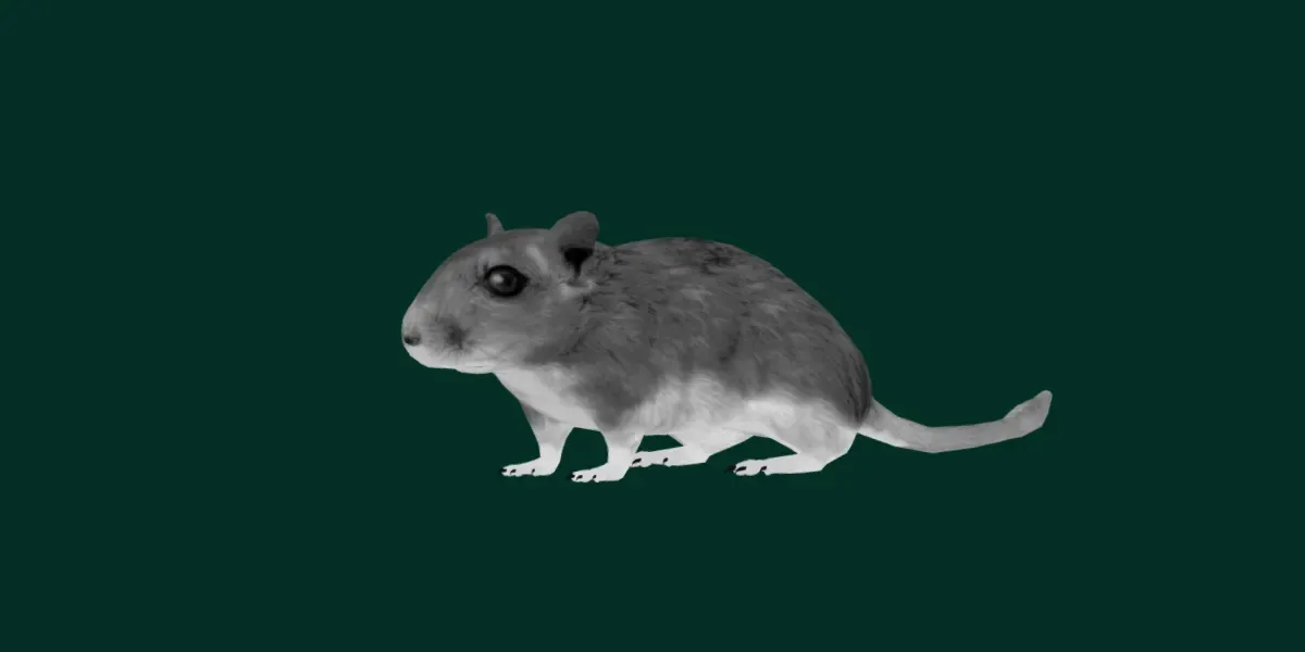 Mongolian Gerbil Rat  Rodent