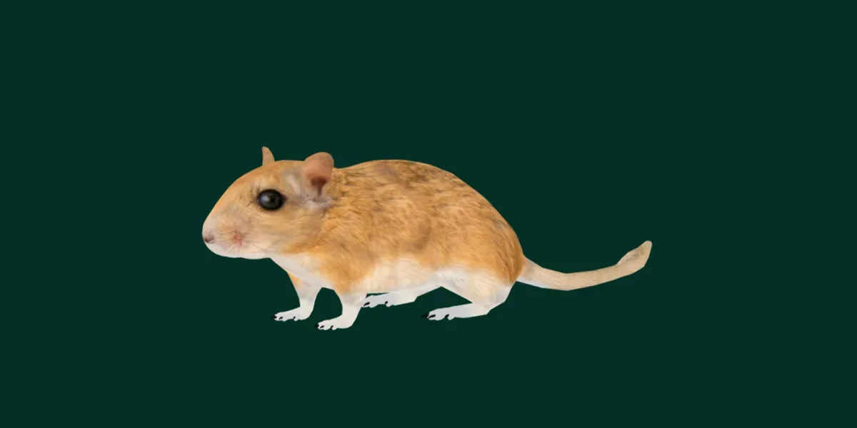 Mongolian Gerbil Rat  Rodent