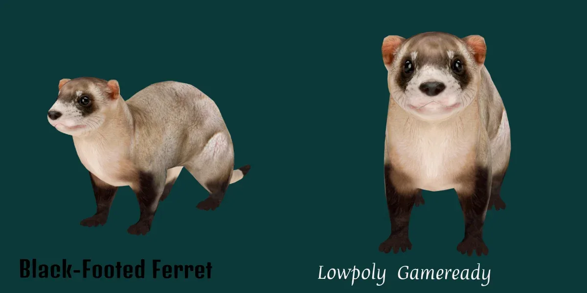 Black Footed Ferret Animal