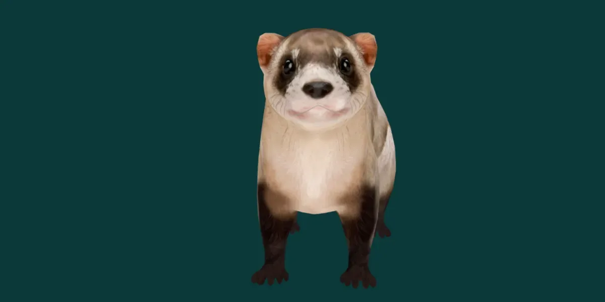 Black Footed Ferret Animal