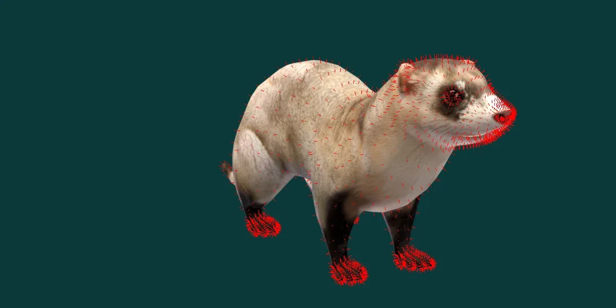 Black Footed Ferret Animal